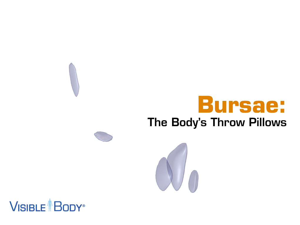 Bursae: the Body’S Throw Pillows the Other Day, My Niece Asked Me Why Our Bones Don’T Rub Together When We Move Them