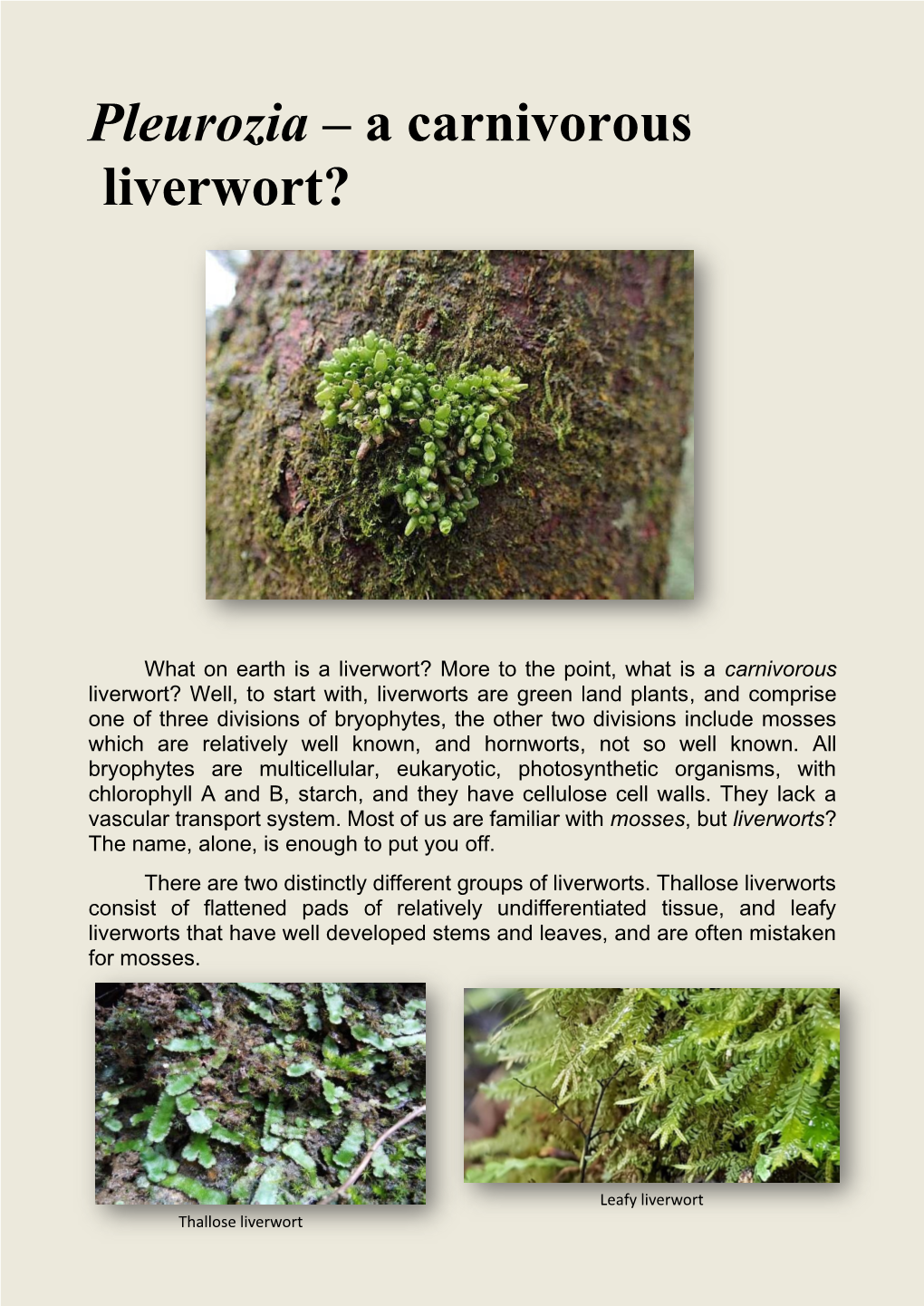 Pleurozia – a Carnivorous Liverwort?