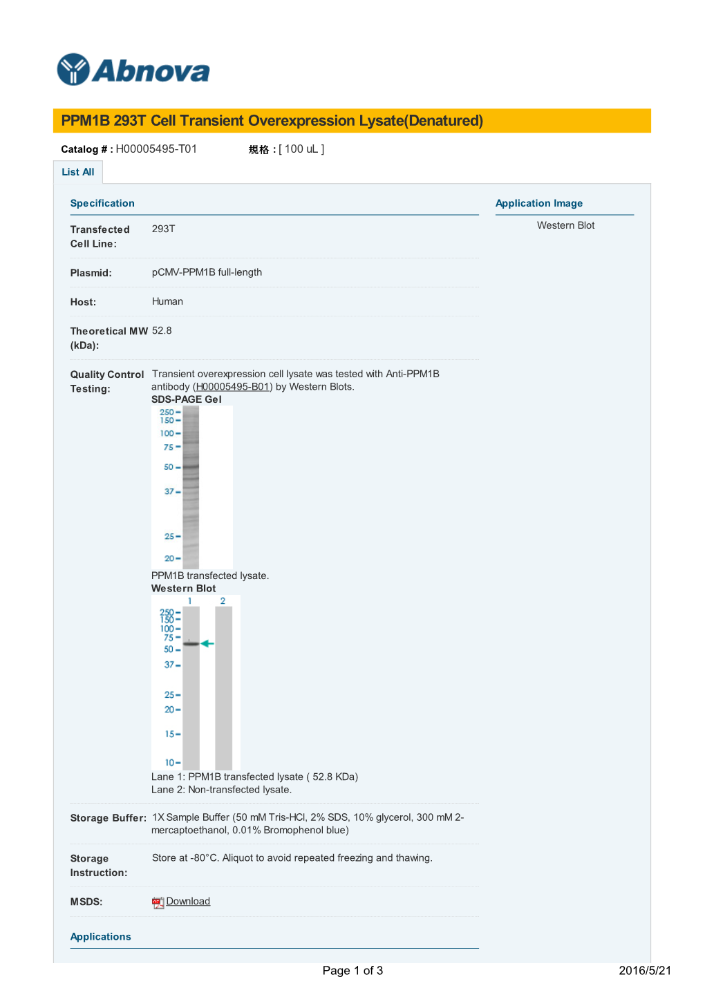 PPM1B 293T Cell Transient Overexpression Lysate(Denatured)