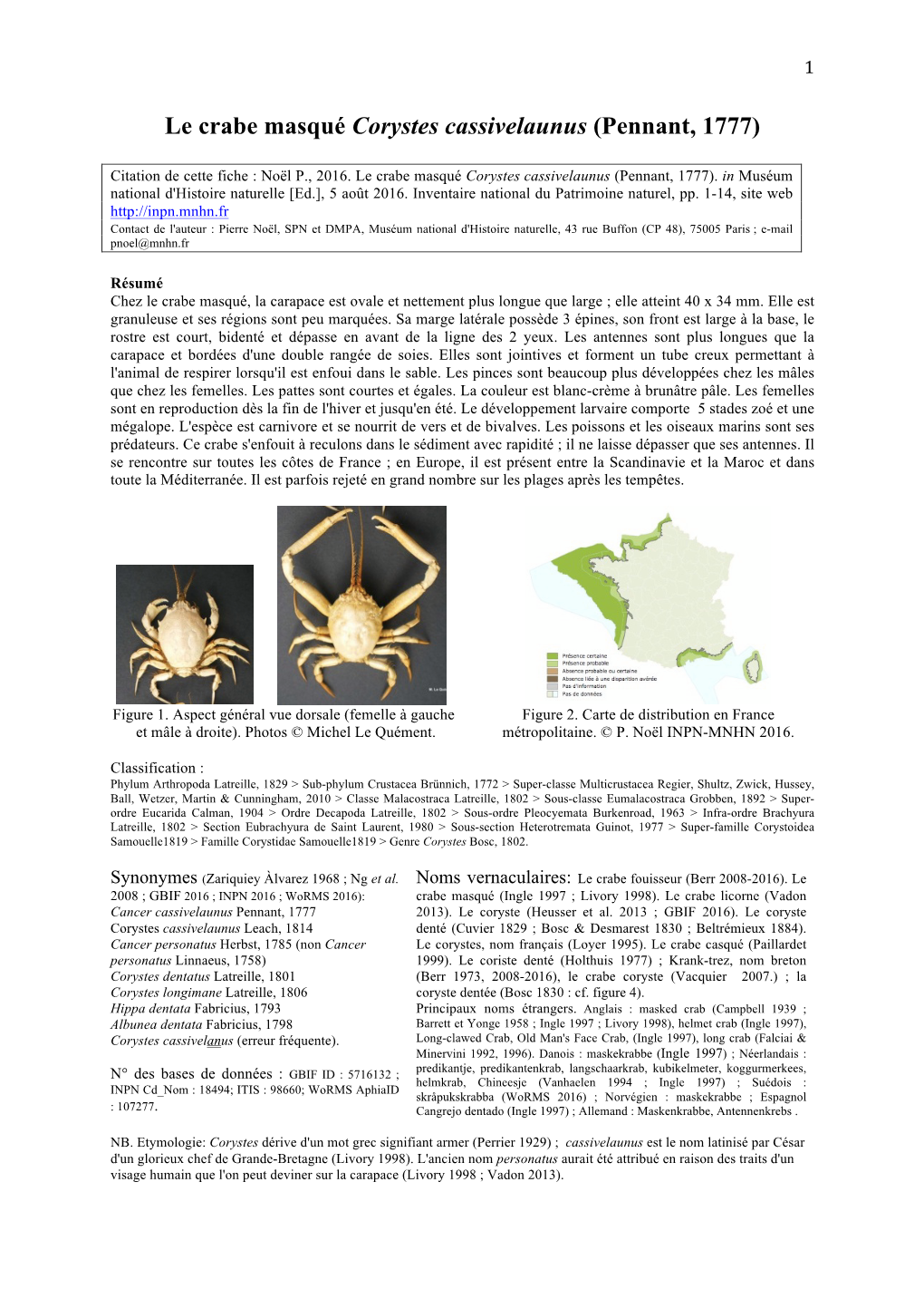 Le Crabe Masqué Corystes Cassivelaunus (Pennant, 1777)