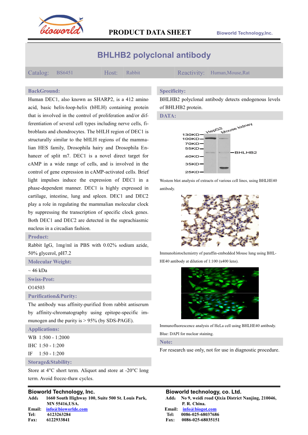 BHLHB2 Polyclonal Antibody