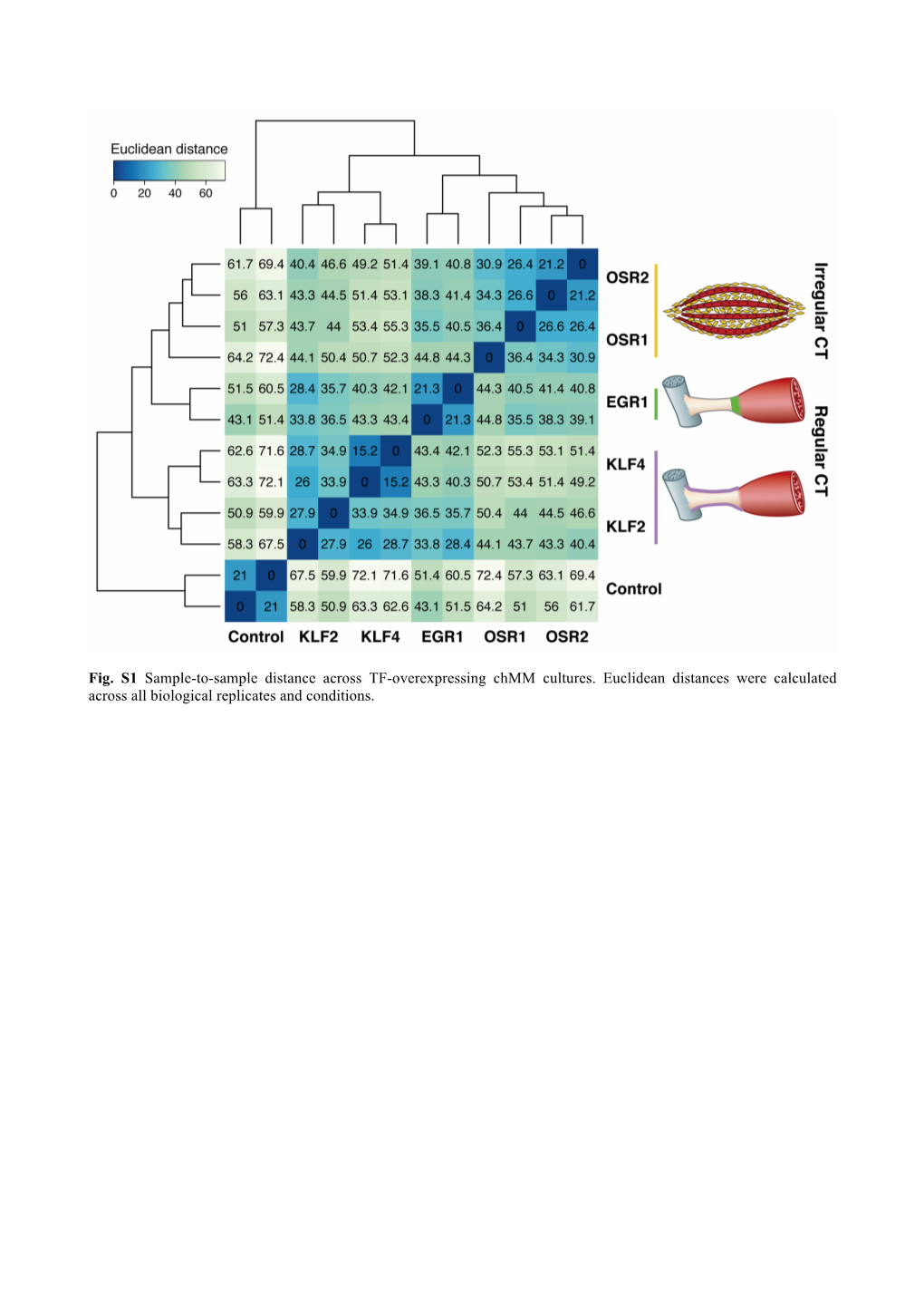 Fig. S1 Sample-To-Sample Distance Across TF-Overexpressing Chmm Cultures