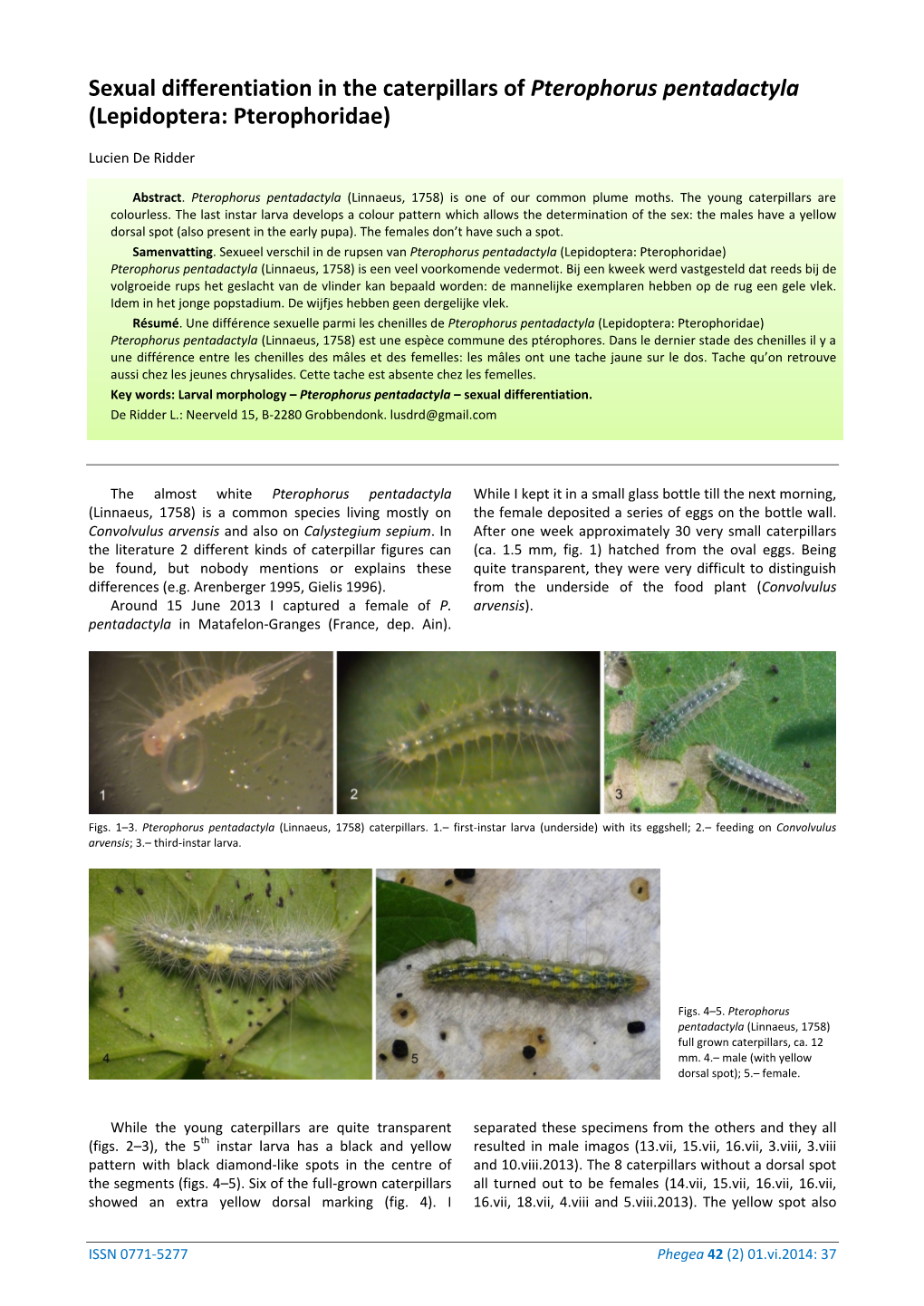 Sexual Differentiation in the Caterpillars of Pterophorus Pentadactyla (Lepidoptera: Pterophoridae)