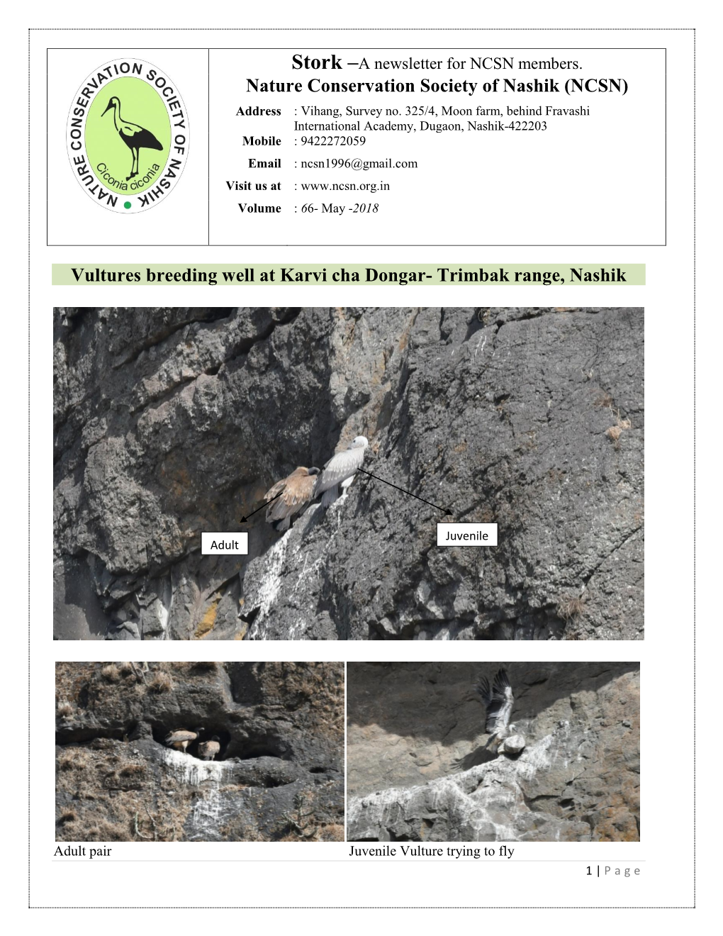 Nature Conservation Society of Nashik (NCSN) Vultures Breeding Well at Karvi Cha Dongar- Trimbak Range, Nashik