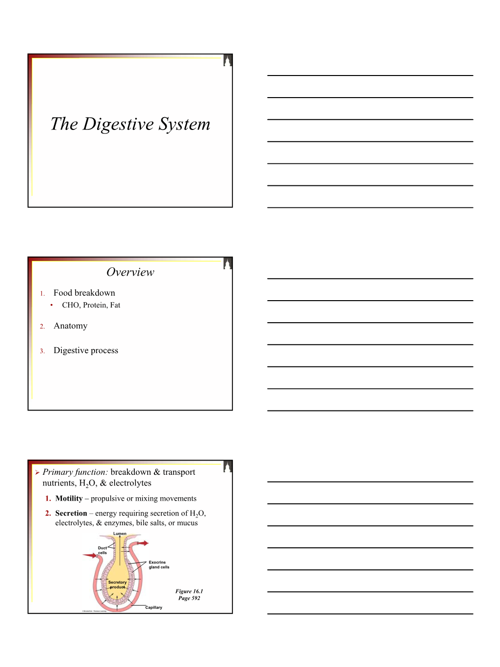 The Digestive System