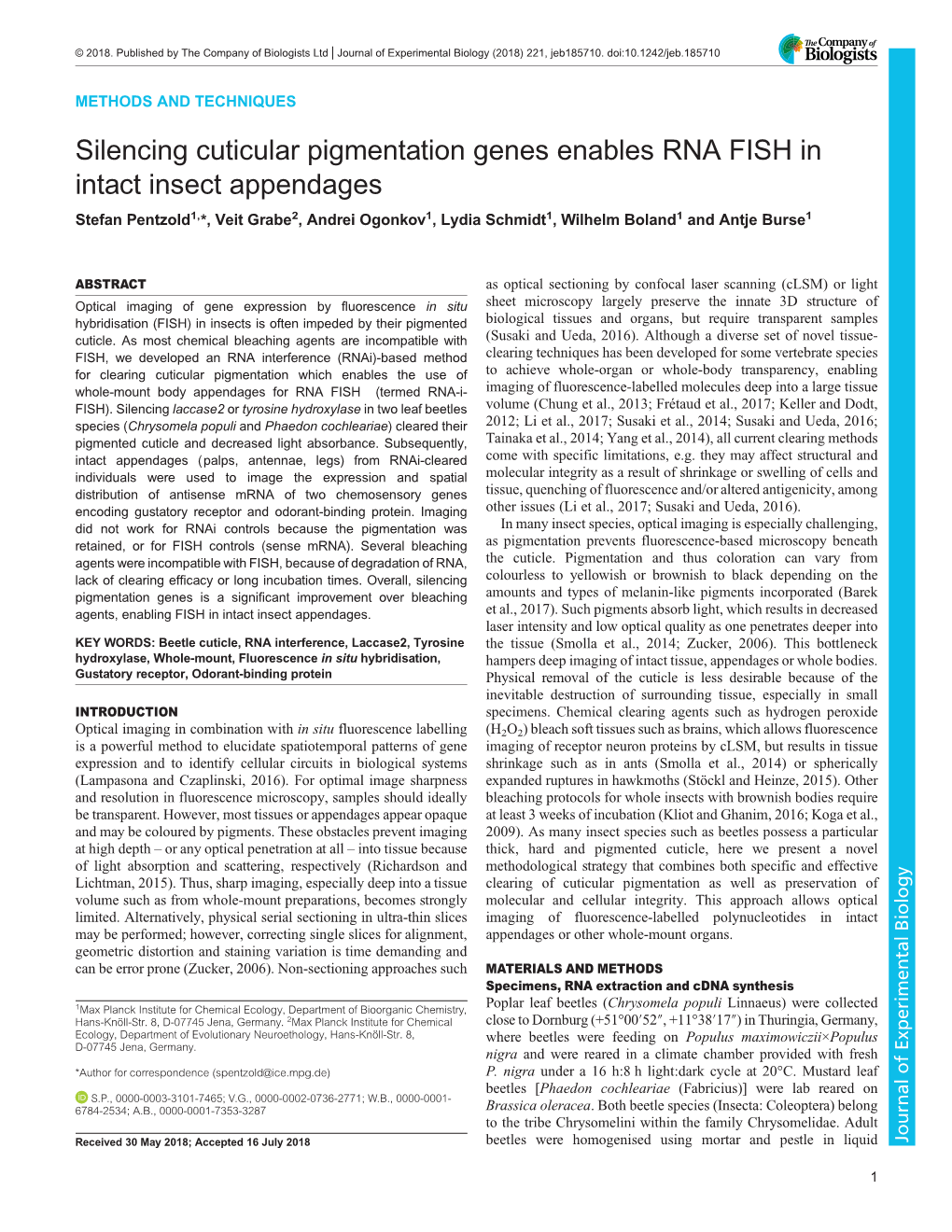 Silencing Cuticular Pigmentation Genes Enables RNA
