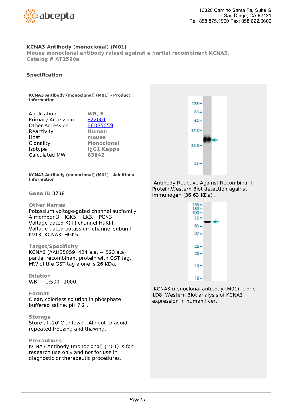 KCNA3 Antibody (Monoclonal) (M01) Mouse Monoclonal Antibody Raised Against a Partial Recombinant KCNA3