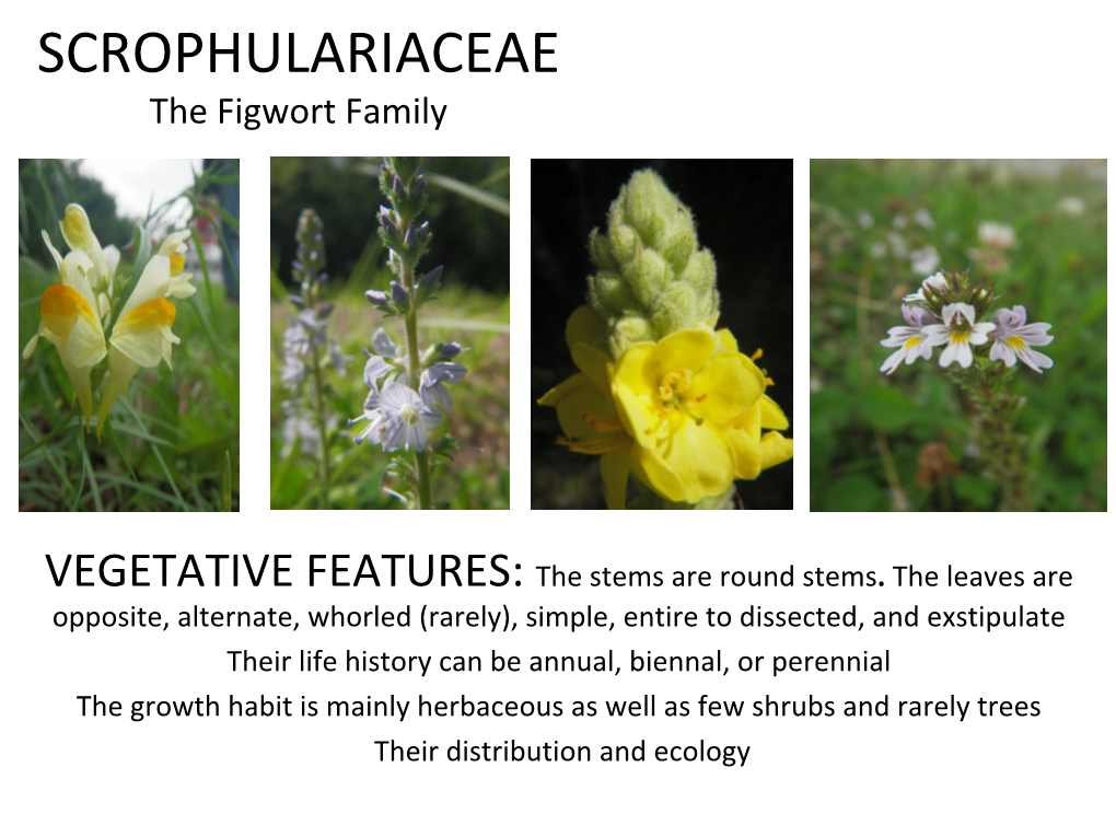 Scrophulariaceae Guide