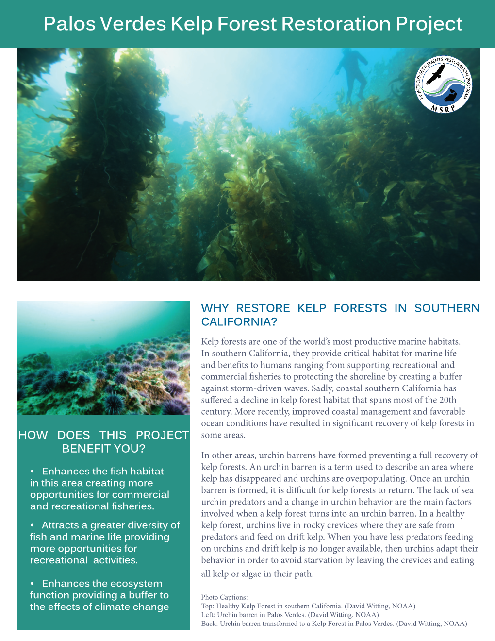 Palos Verdes Kelp Forest Restoration Project