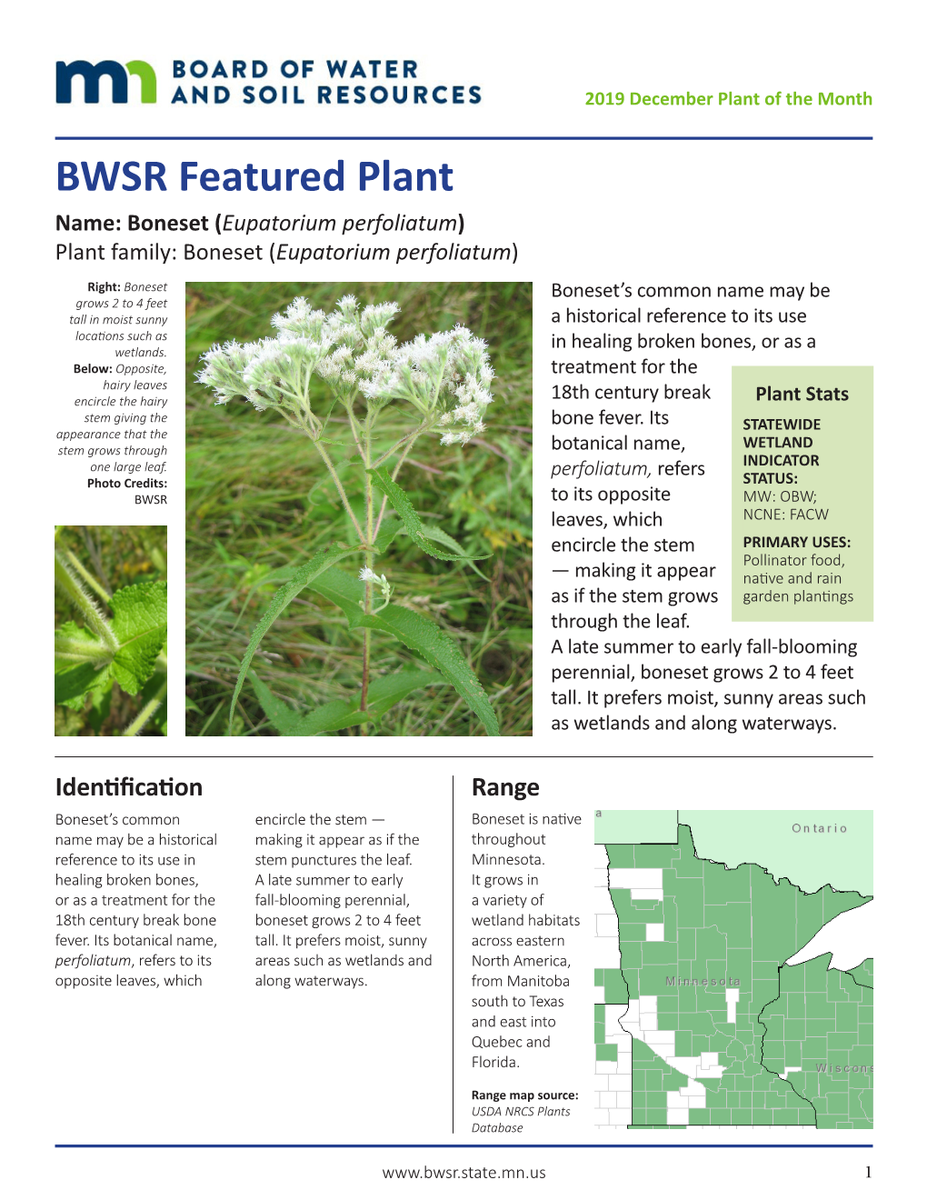 BWSR Featured Plant: Boneset