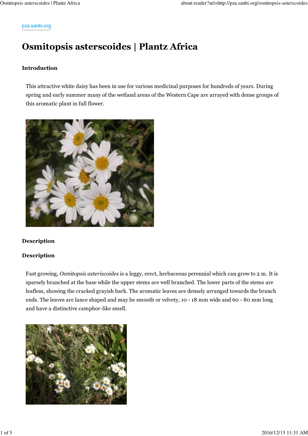 Osmitopsis Asterscoides | Plantz Africa About:Reader?Url=