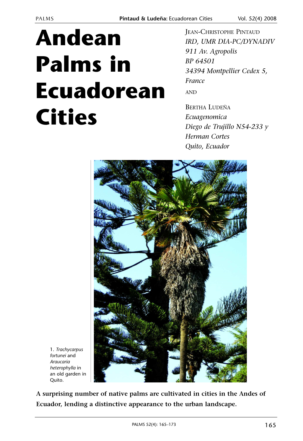 Andean Palms in Ecuadorean Cities