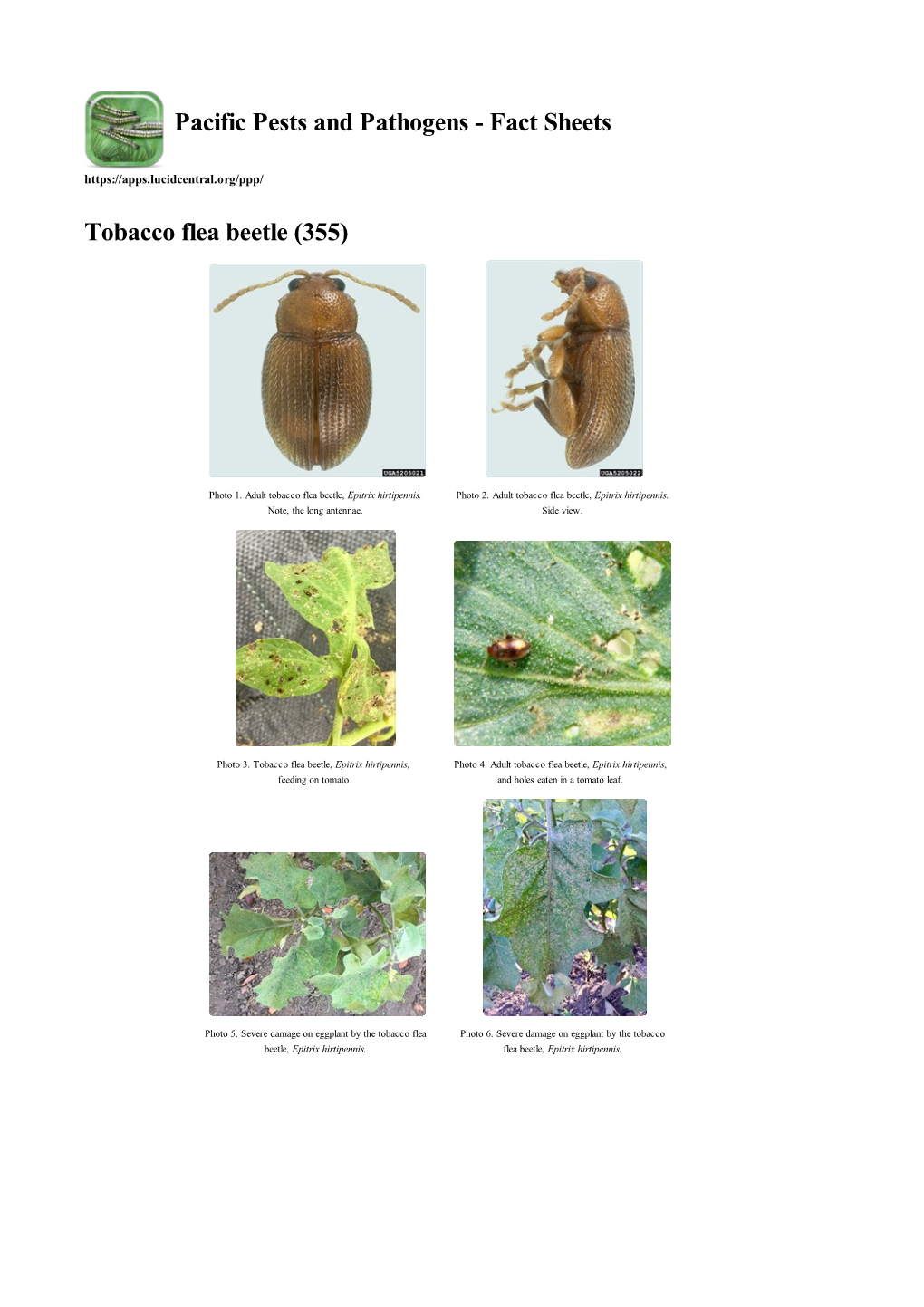 Tobacco Flea Beetle (355)