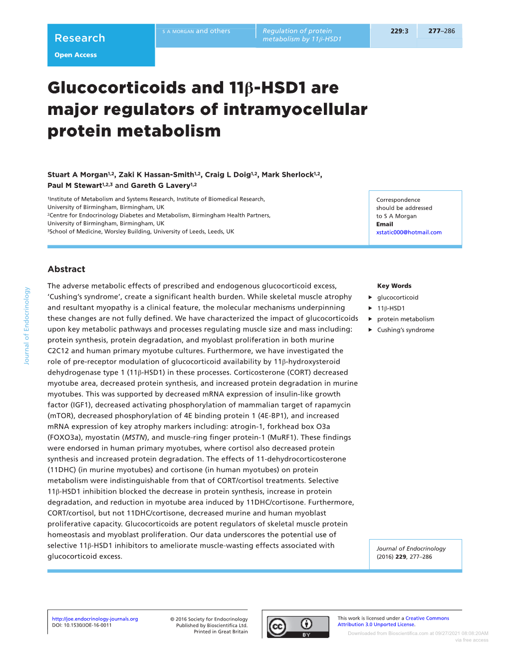 Glucocorticoids and 11Β-HSD1 Are Major Regulators of Intramyocellular Protein Metabolism