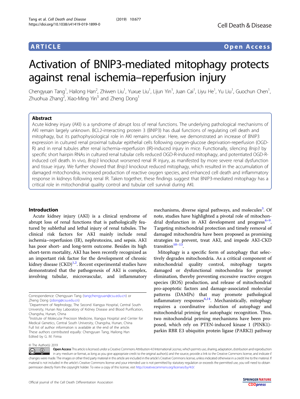 Activation of BNIP3-Mediated Mitophagy Protects Against Renal