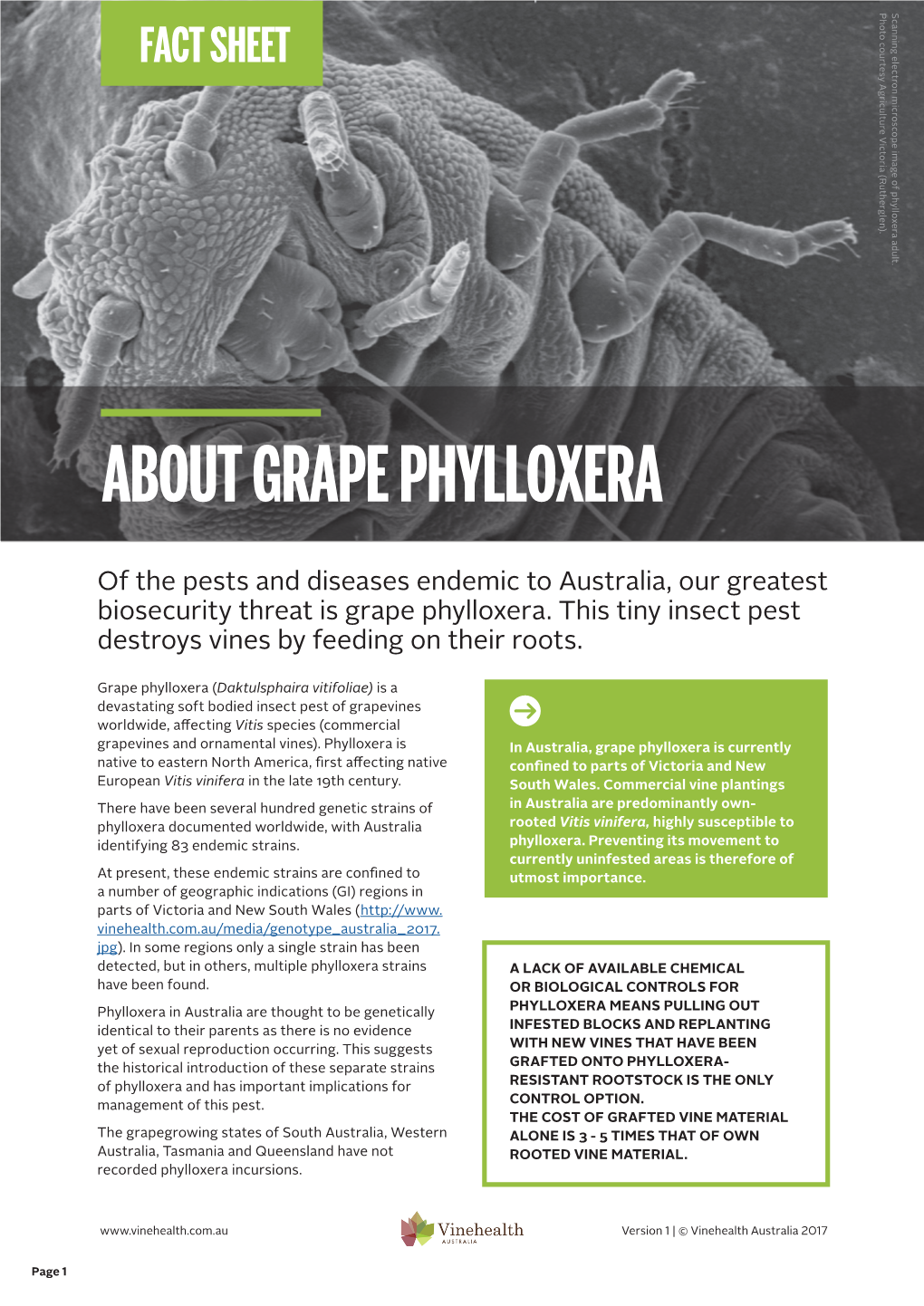 About Grape Phylloxera
