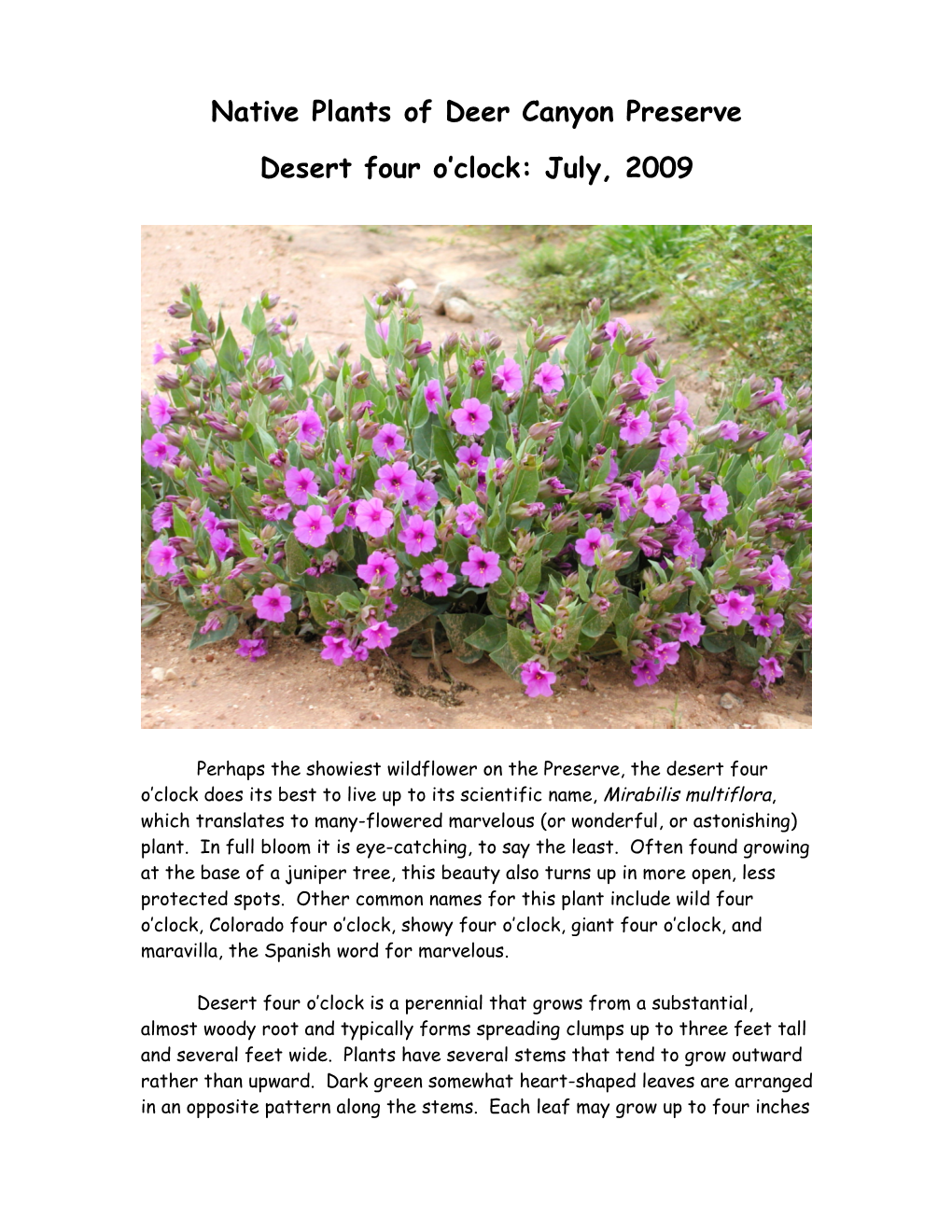 Native Plants of Deer Canyon Preserve Desert Four O'clock: July, 2009