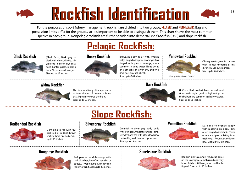 Rockfish Identification and Conservation