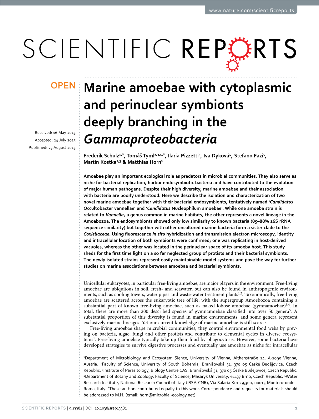 Marine Amoebae with Cytoplasmic and Perinuclear Symbionts Deeply