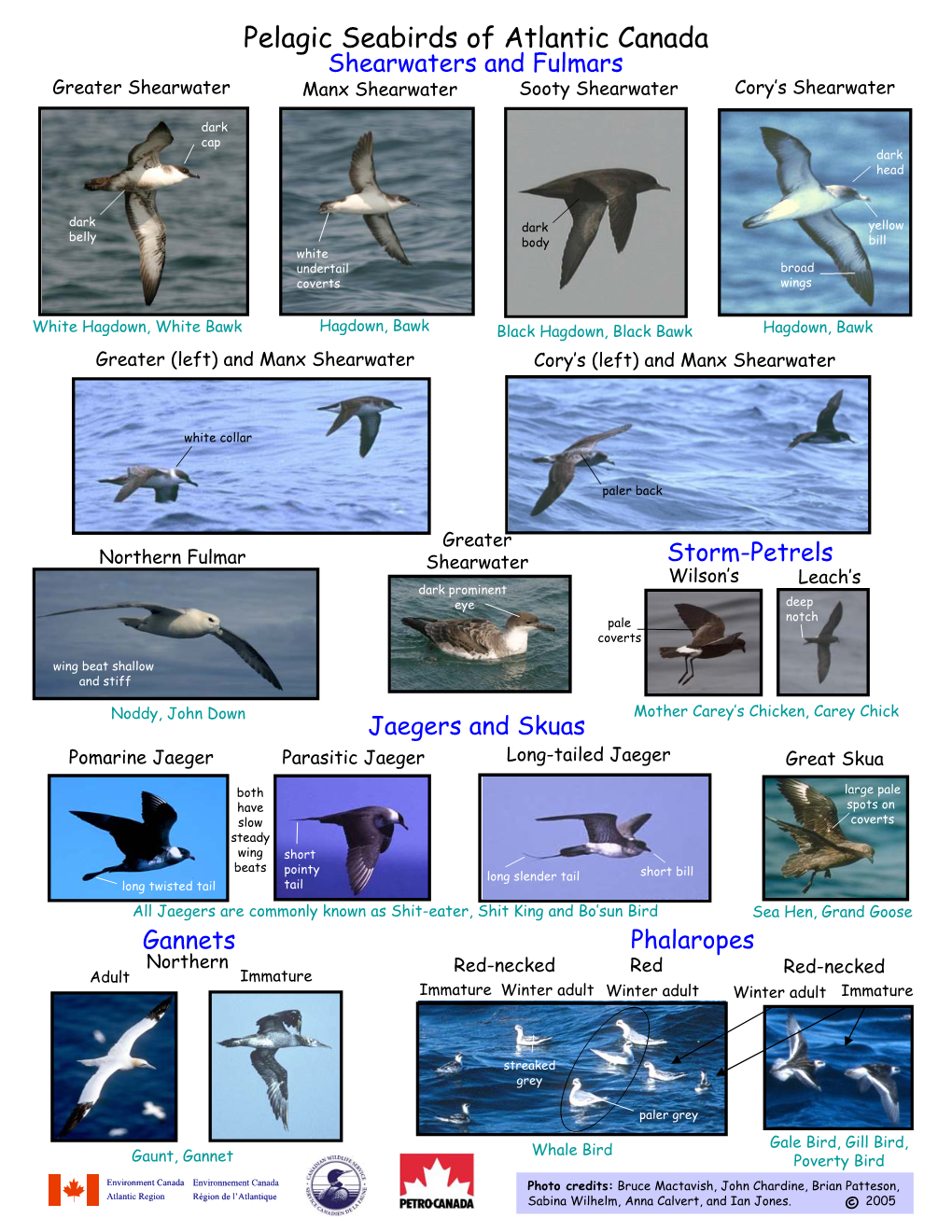Pelagic Seabirds of Atlantic Canada Shearwaters and Fulmars Greater Shearwater Manx Shearwater Sooty Shearwater Cory’S Shearwater