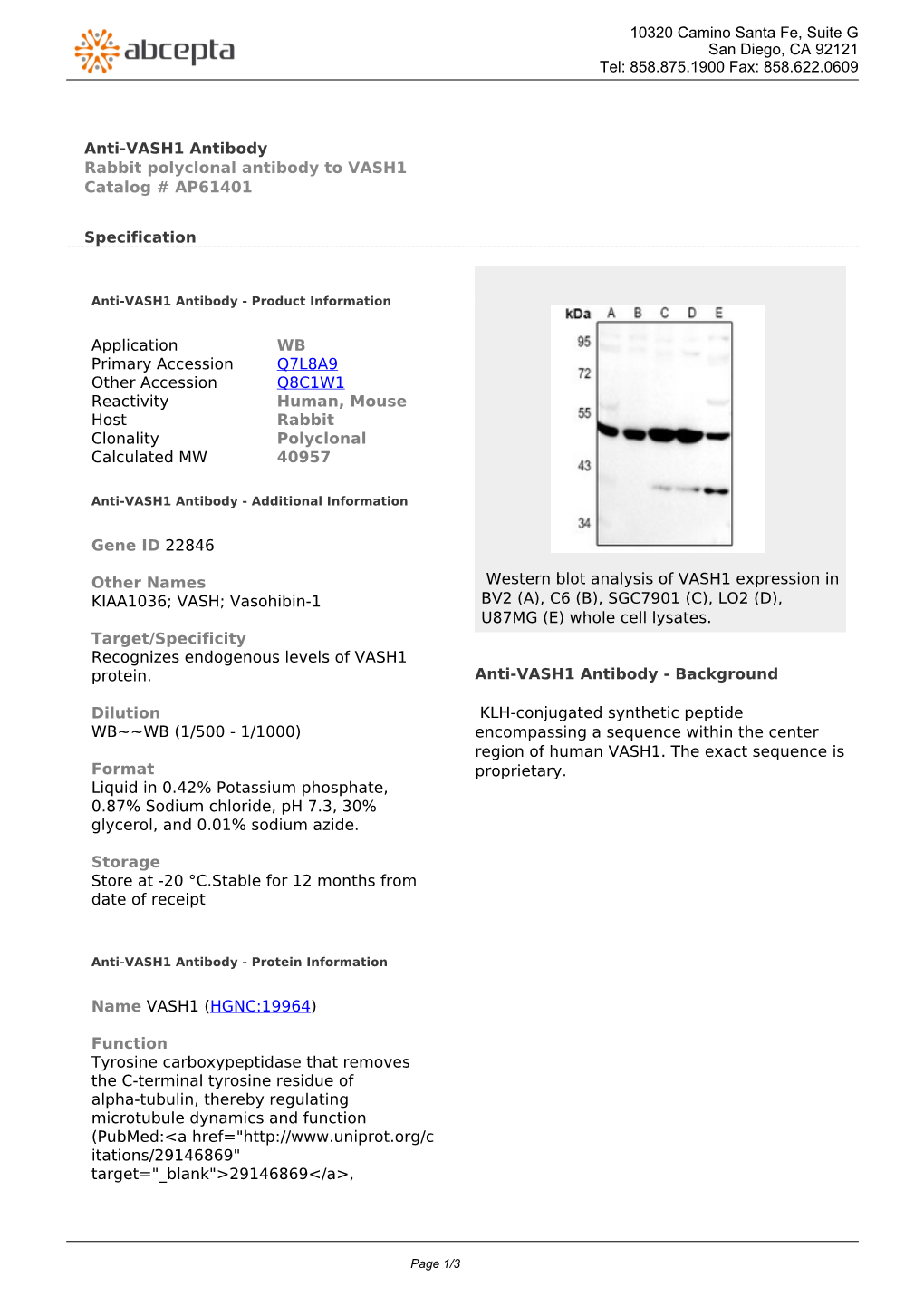 Anti-VASH1 Antibody Rabbit Polyclonal Antibody to VASH1 Catalog # AP61401