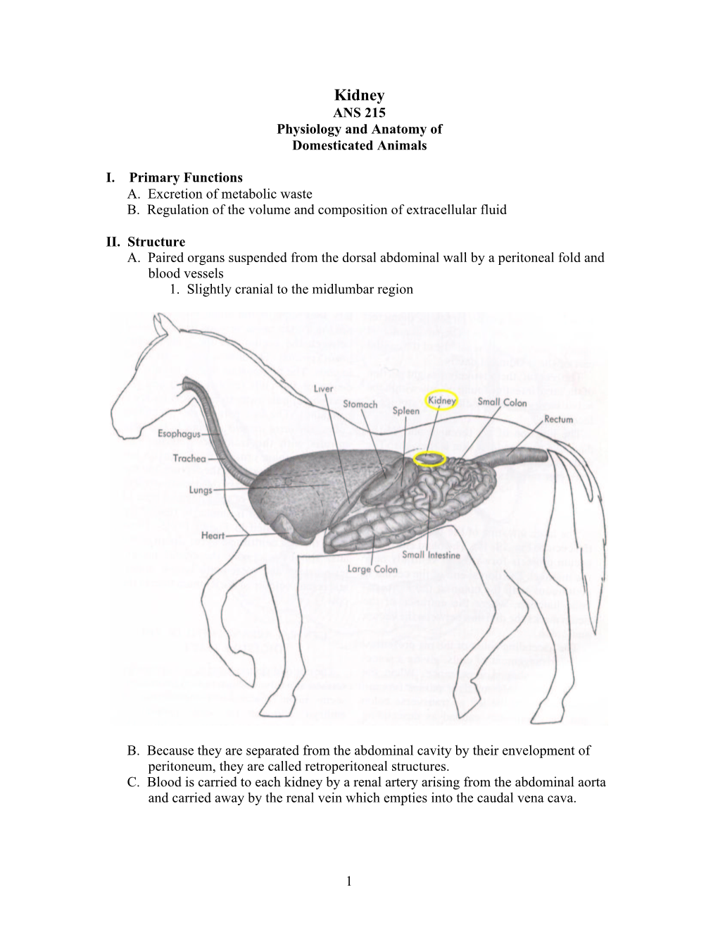 Kidney ANS 215 Physiology and Anatomy of Domesticated Animals