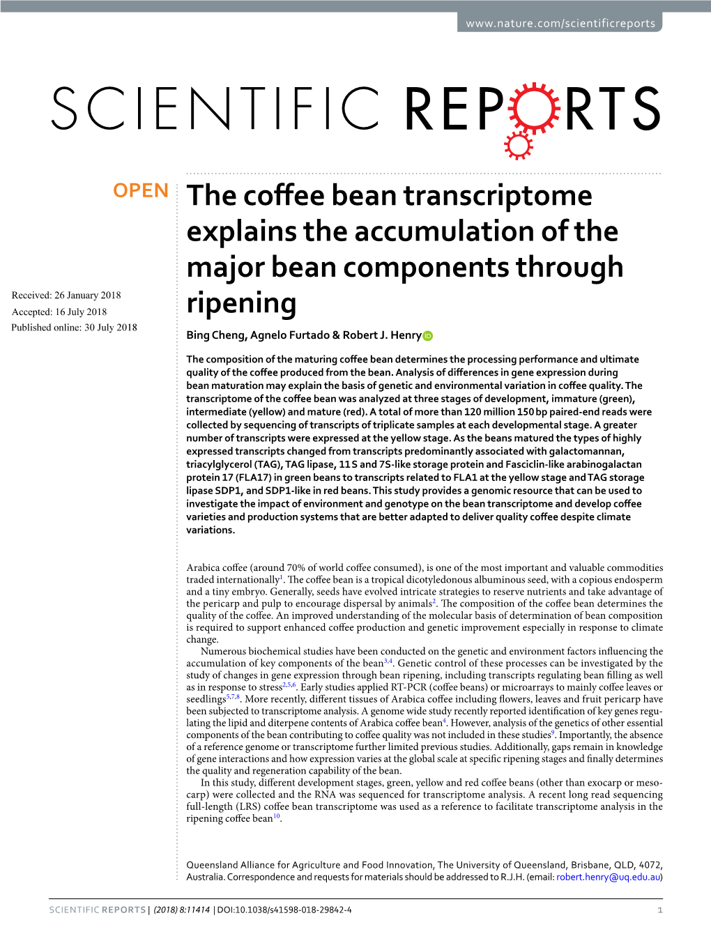The Coffee Bean Transcriptome Explains the Accumulation of The