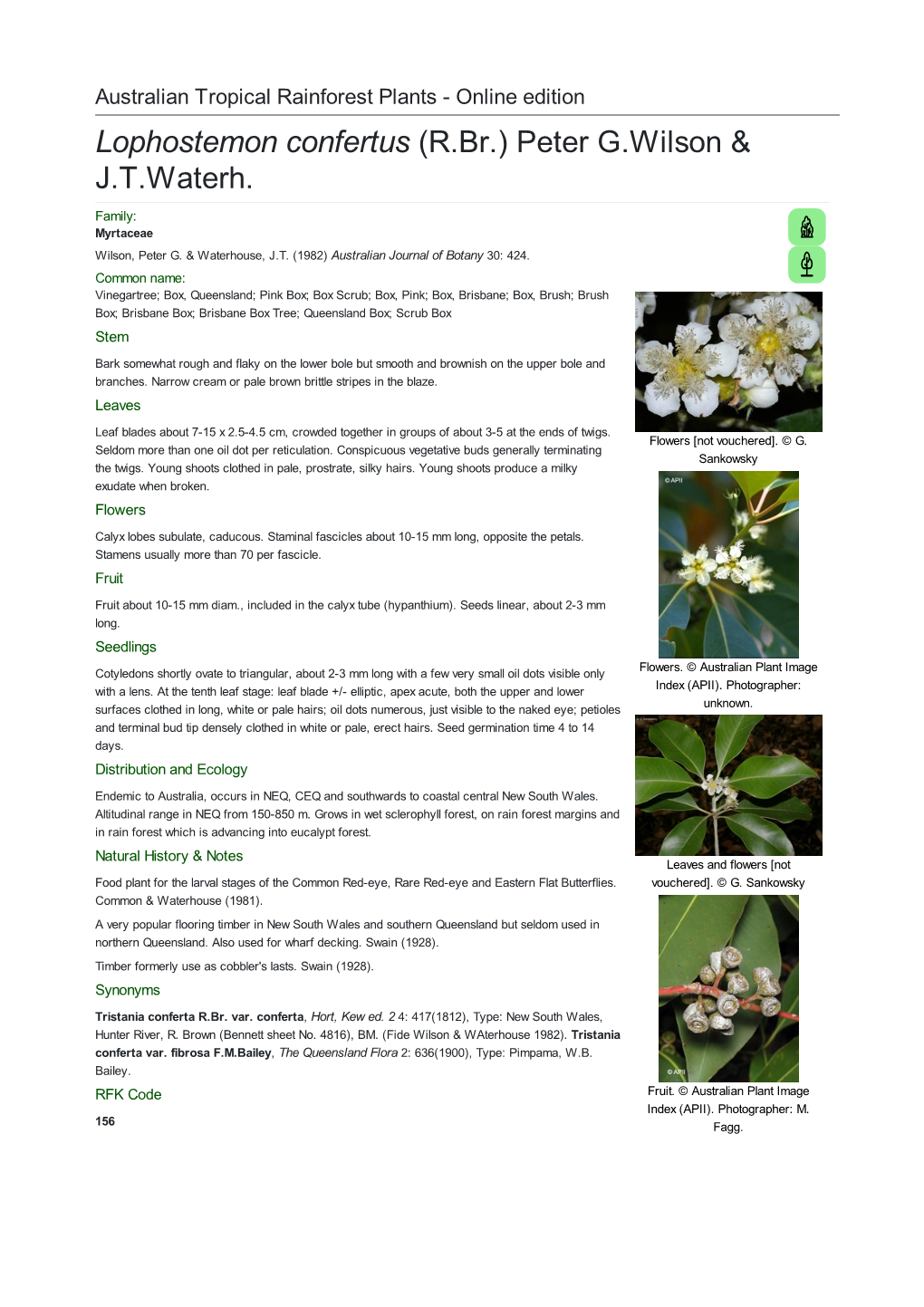 Lophostemon Confertus (R.Br.) Peter G.Wilson & J.T.Waterh