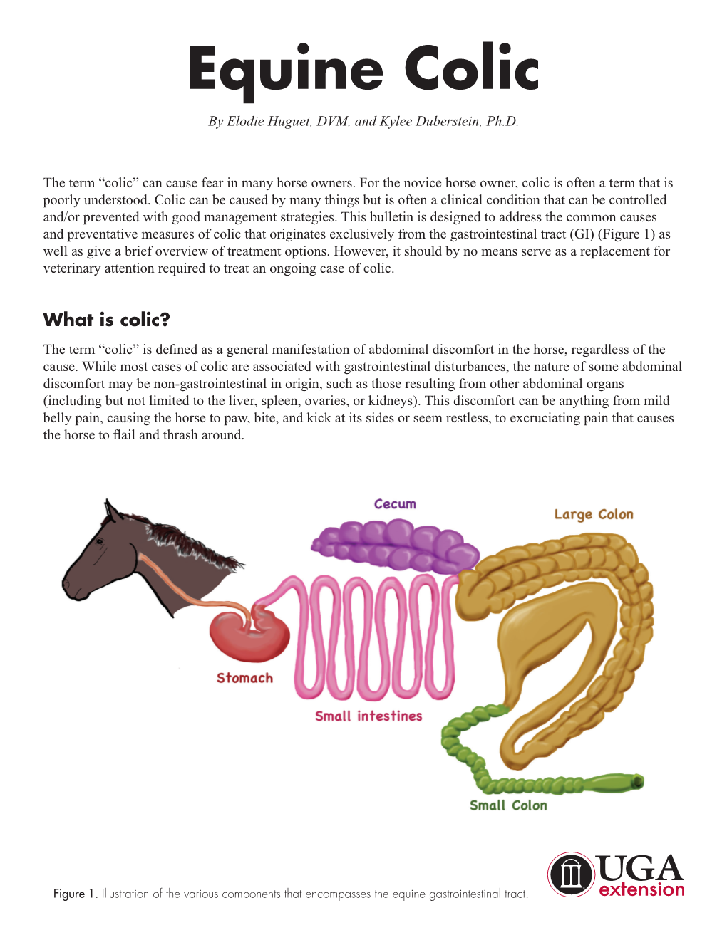 Equine Colic by Elodie Huguet, DVM, and Kylee Duberstein, Ph.D