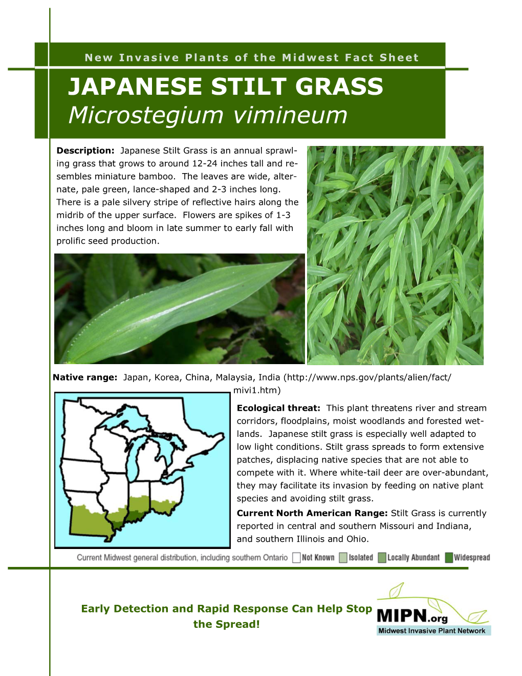 JAPANESE STILT GRASS Microstegium Vimineum