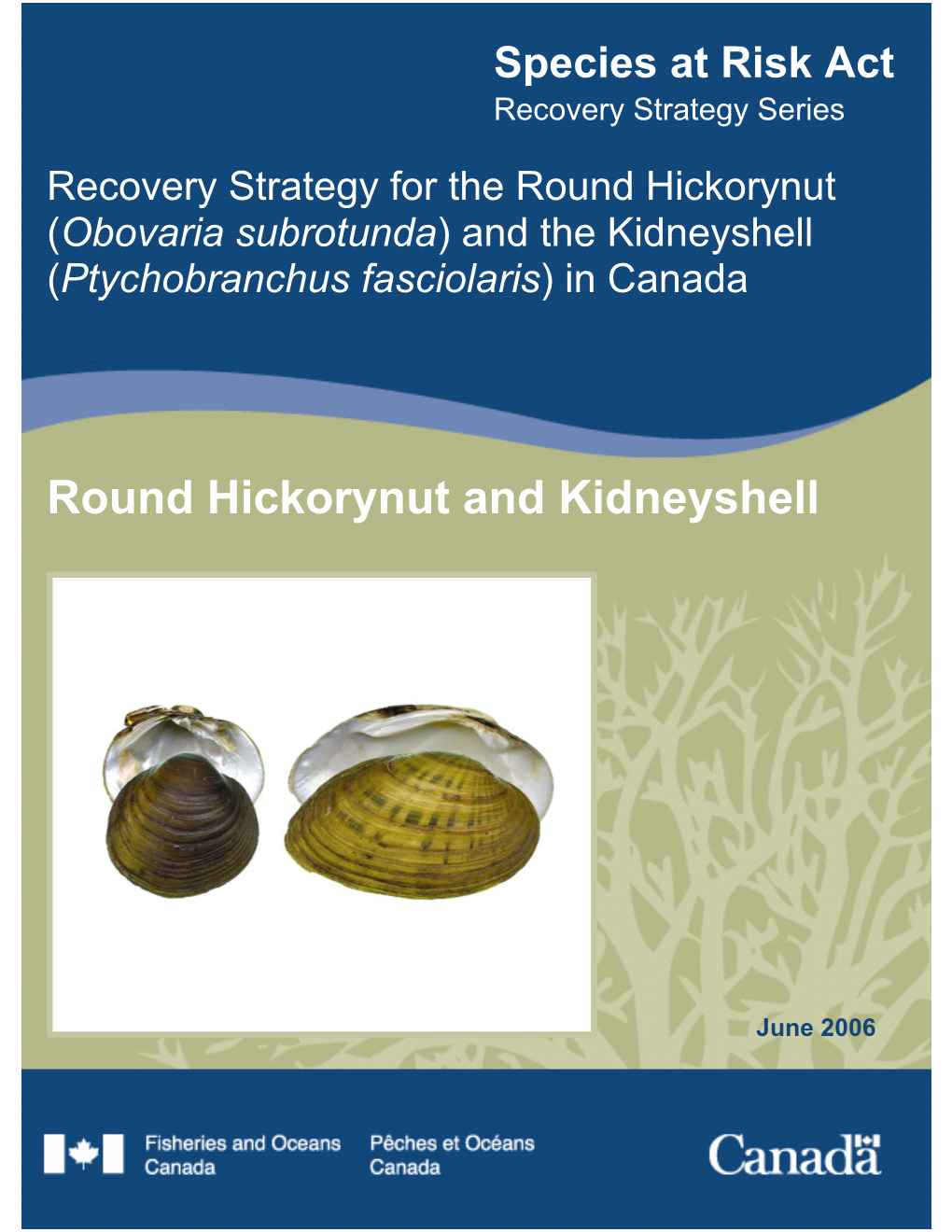 Recovery Strategy for the Round Hickorynut (Obovaria Subrotunda) and the Kidneyshell (Ptychobranchus Fasciolaris) in Canada