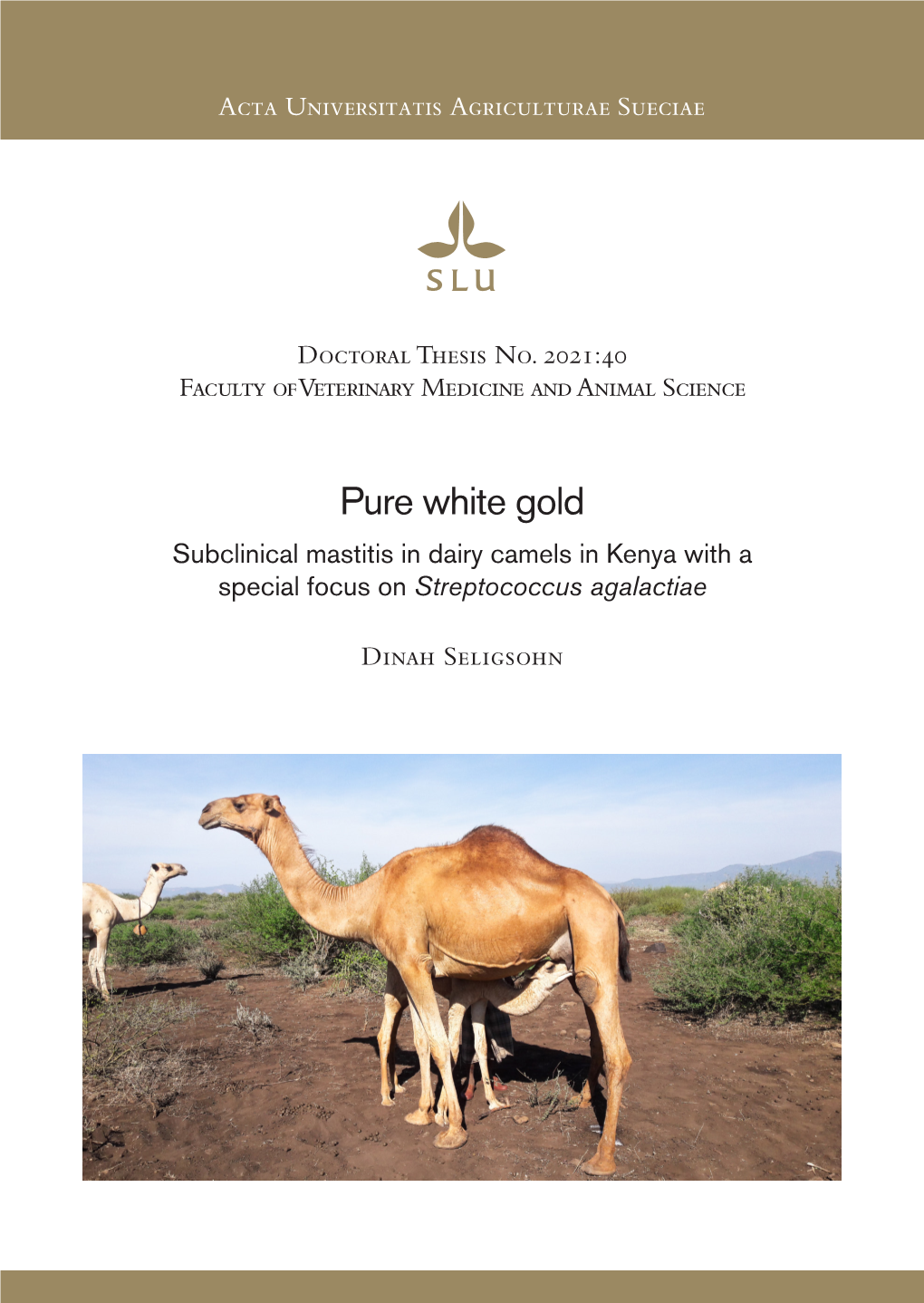 Pure White Gold : Subclinical Mastitis in Dairy Camels in Kenya with A