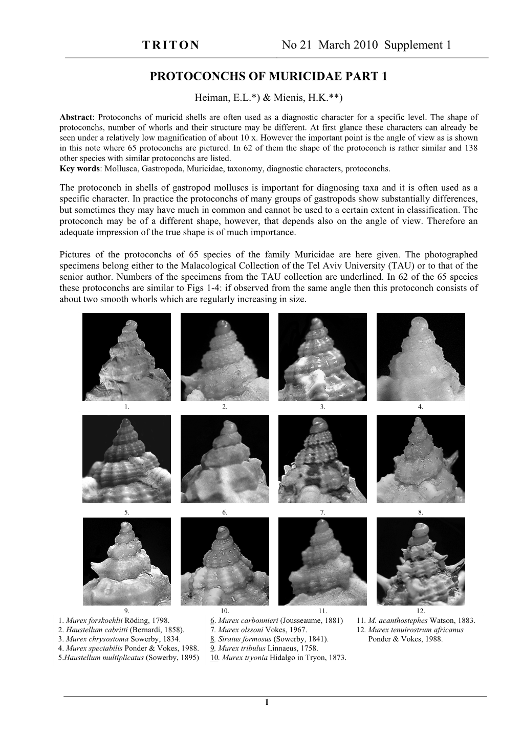 TRITON No 21 March 2010 Supplement 1 PROTOCONCHS of MURICIDAE PART 1