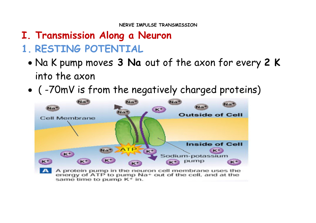 Steps in Nerve Impulse Transmission