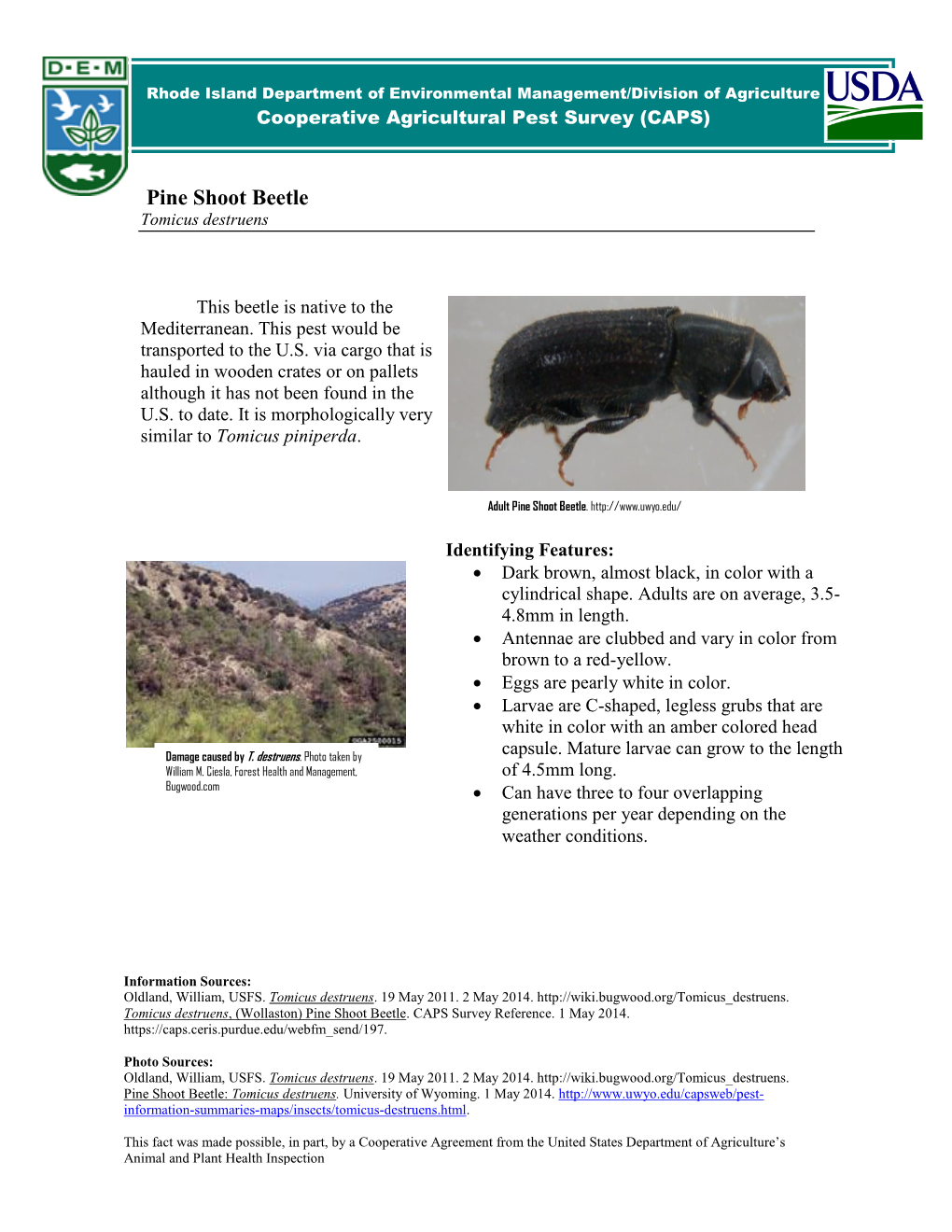 Pine Shoot Beetle Tomicus Destruens