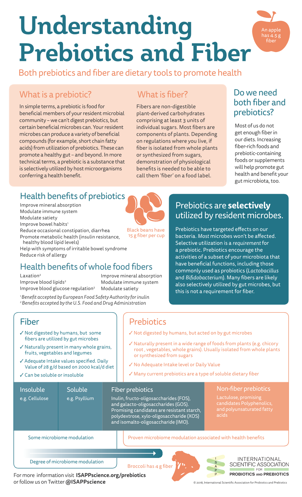 Understanding Prebiotics and Fiber