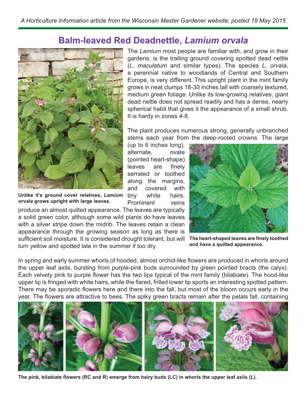 Balm-Leaved Red Deadnettle, Lamium Orvala the Lamium Most People Are Familiar With, and Grow in Their Gardens, Is the Trailing Ground Covering Spotted Dead Nettle (L