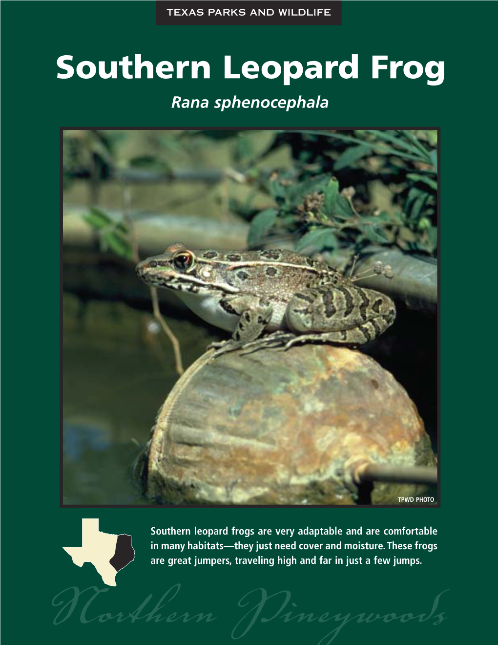 Southern Leopard Frog Rana Sphenocephala