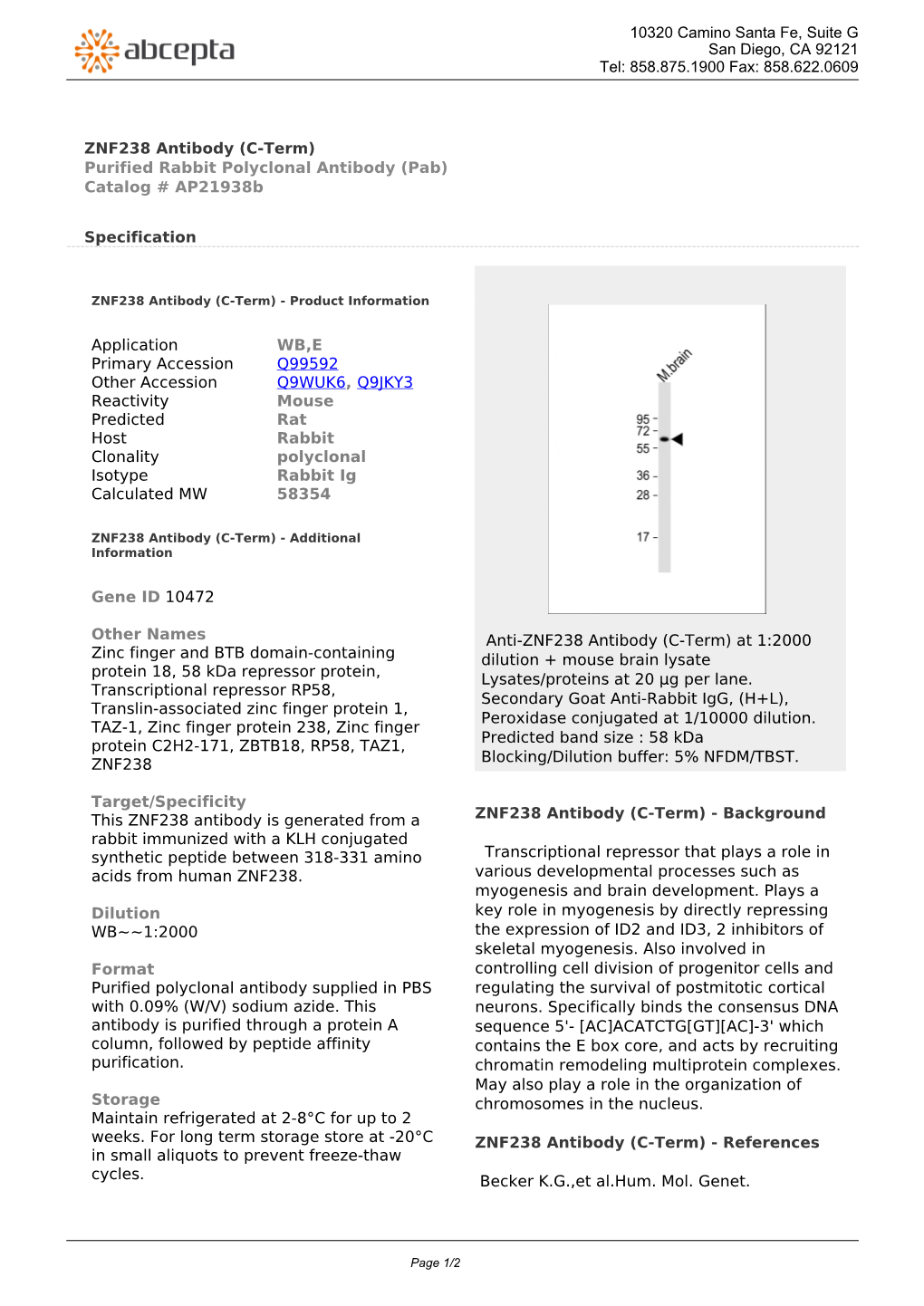 ZNF238 Antibody (C-Term) Purified Rabbit Polyclonal Antibody (Pab) Catalog # Ap21938b