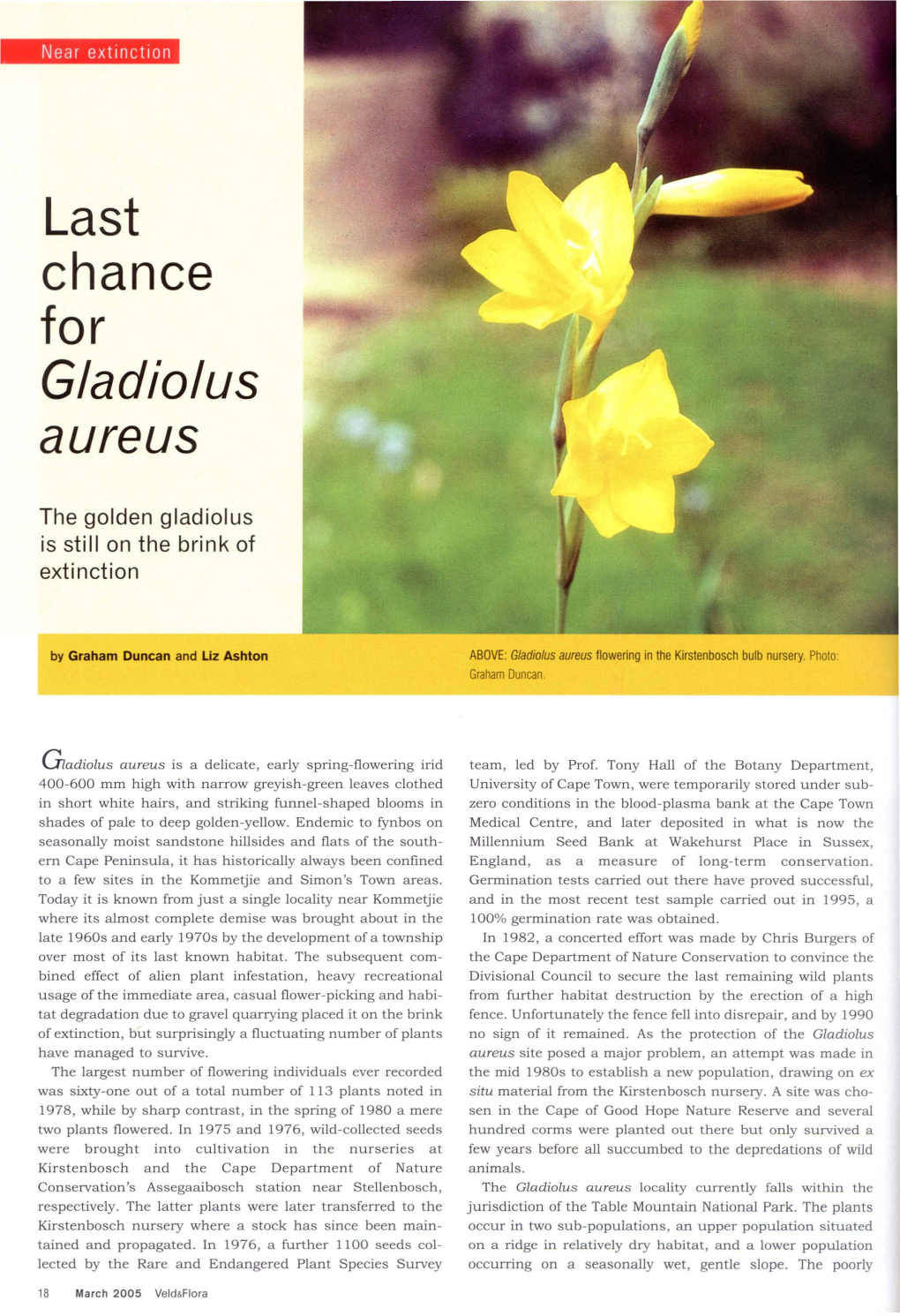 Last Chance for Gladiolus Aureus