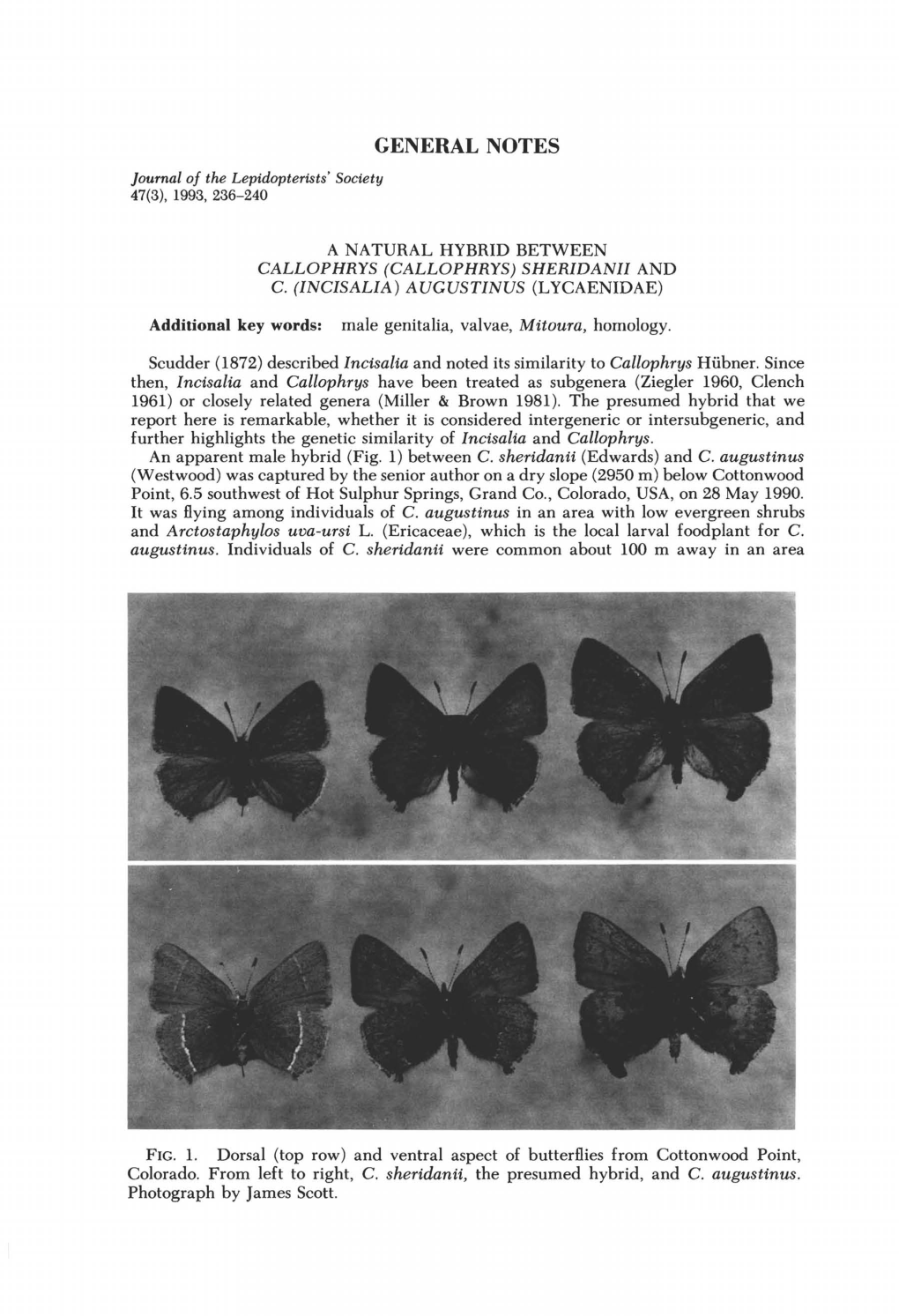 CALLOPHRYS (CALLOPHRYS) SHERIDANII and C