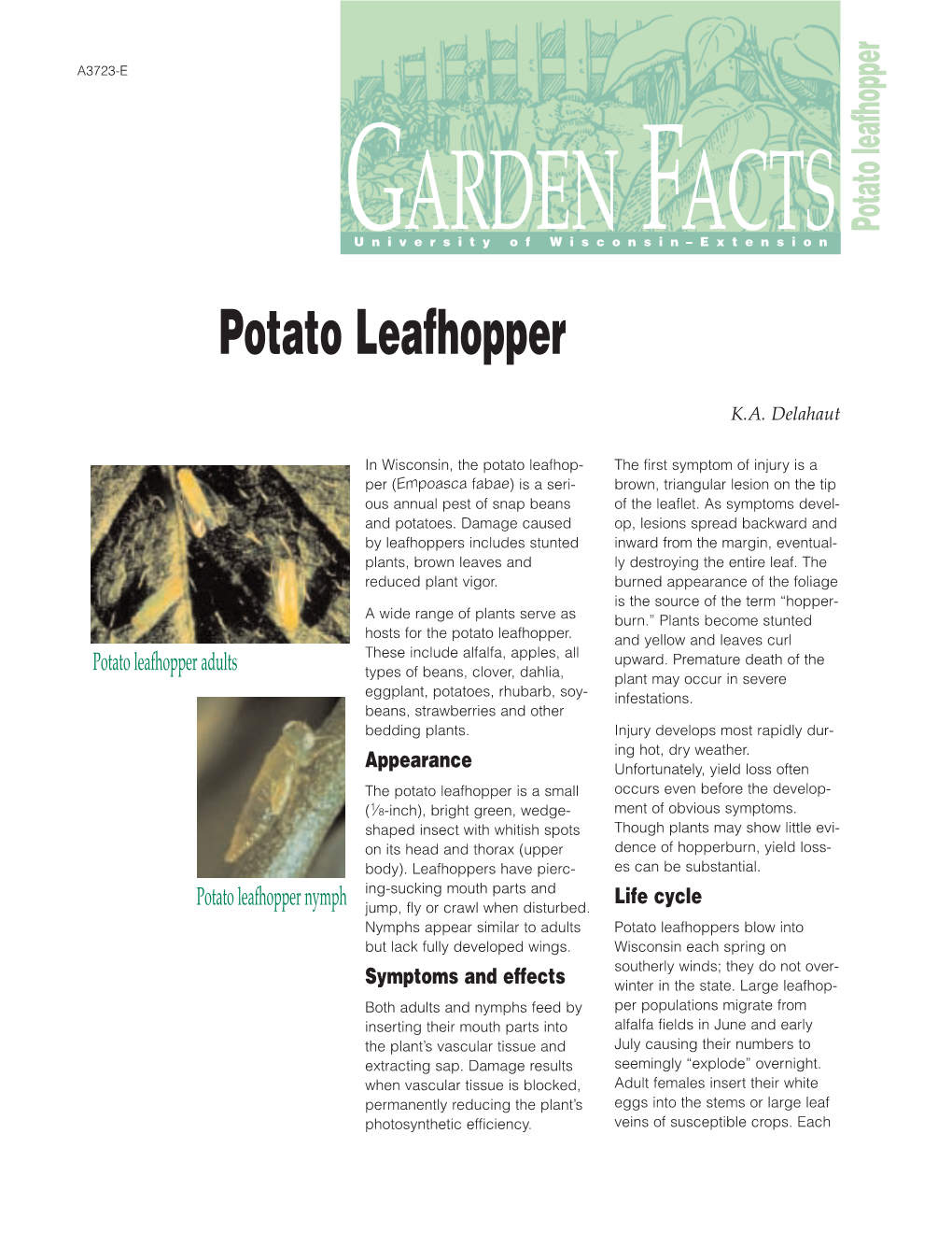 Potato Leafhopper Guniversityarden of Wisconsin–Extensionfacts Potato Leafhopper