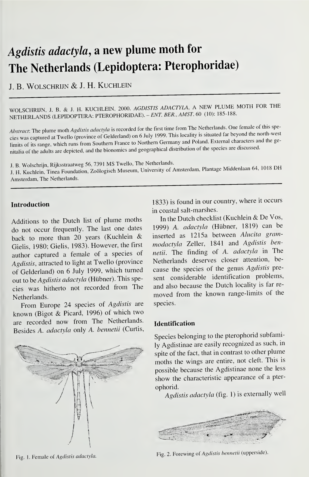 Agdistis Adactyla, a New Plume Moth for the Netherlands (Lepidoptera: Pterophoridae)