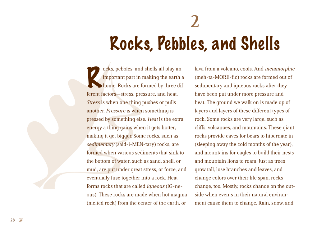 2 Rocks, Pebbles, and Shells