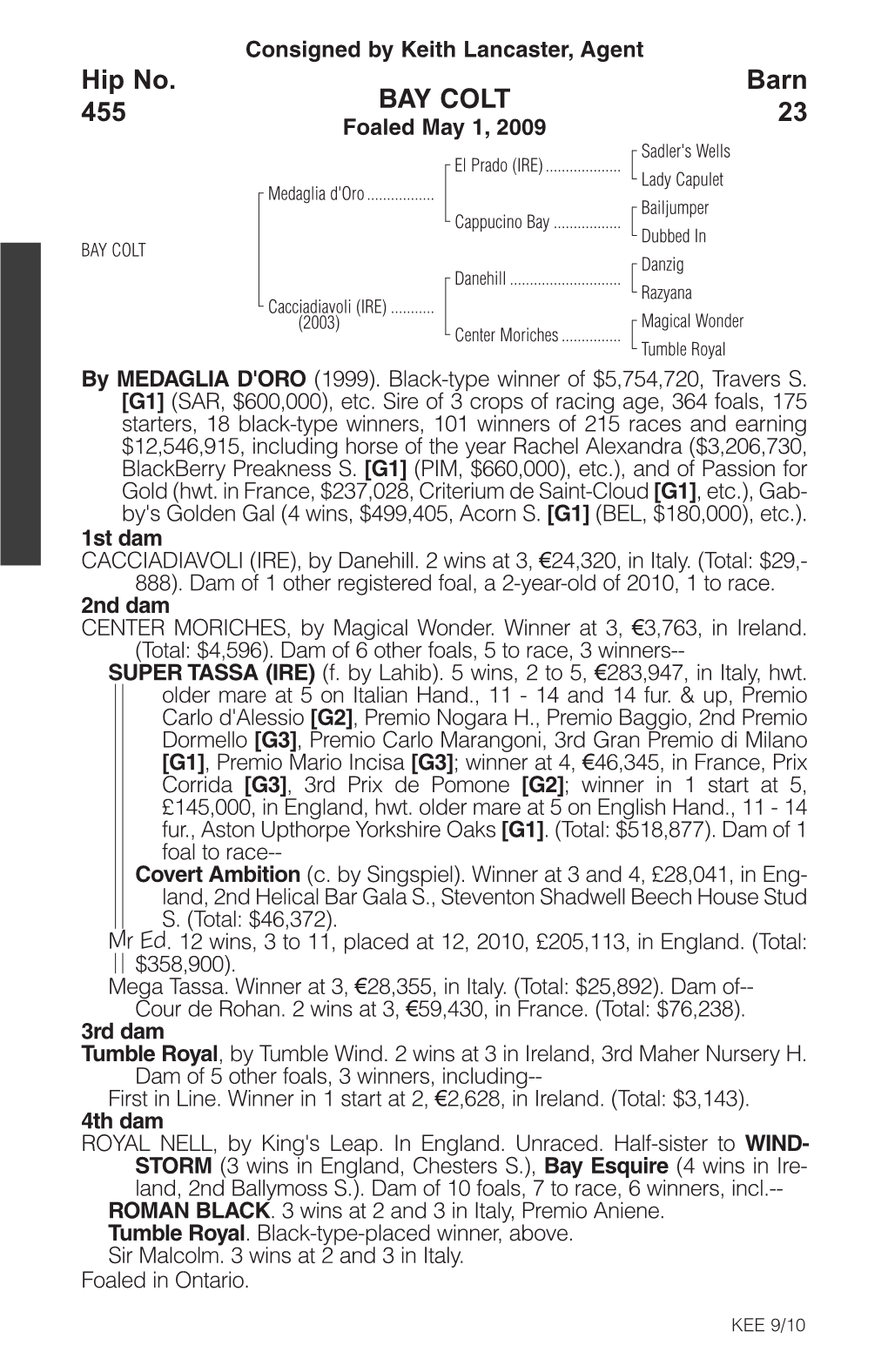 BAY COLT Barn 23 Hip No