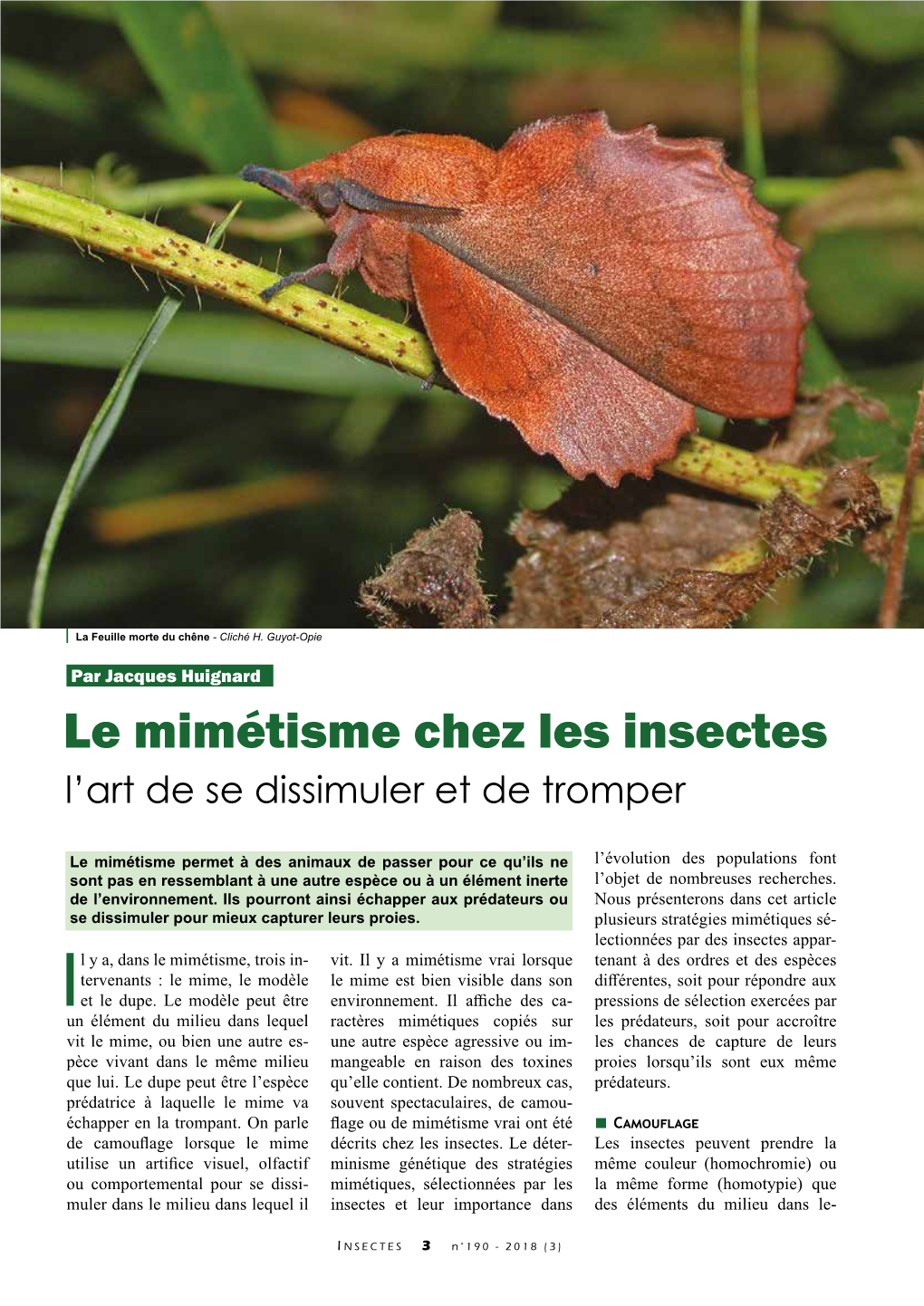 Le Mimétisme Chez Les Insectes L’Art De Se Dissimuler Et De Tromper