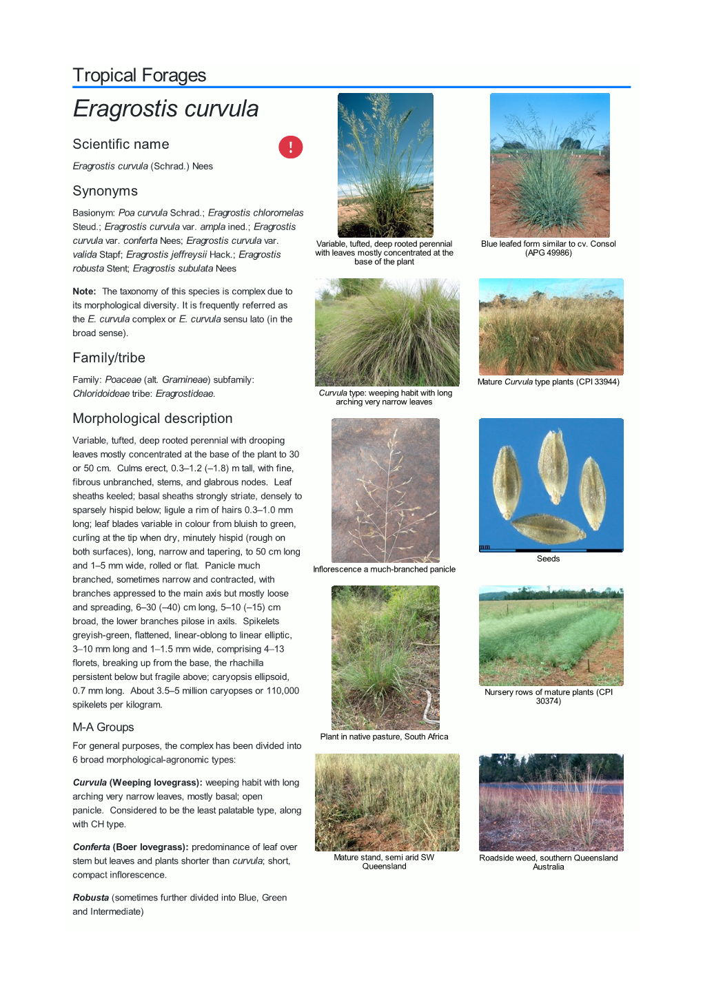 Eragrostis Curvula Scientific Name  Eragrostis Curvula (Schrad.) Nees Synonyms Basionym: Poa Curvula Schrad.; Eragrostis Chloromelas Steud.; Eragrostis Curvula Var