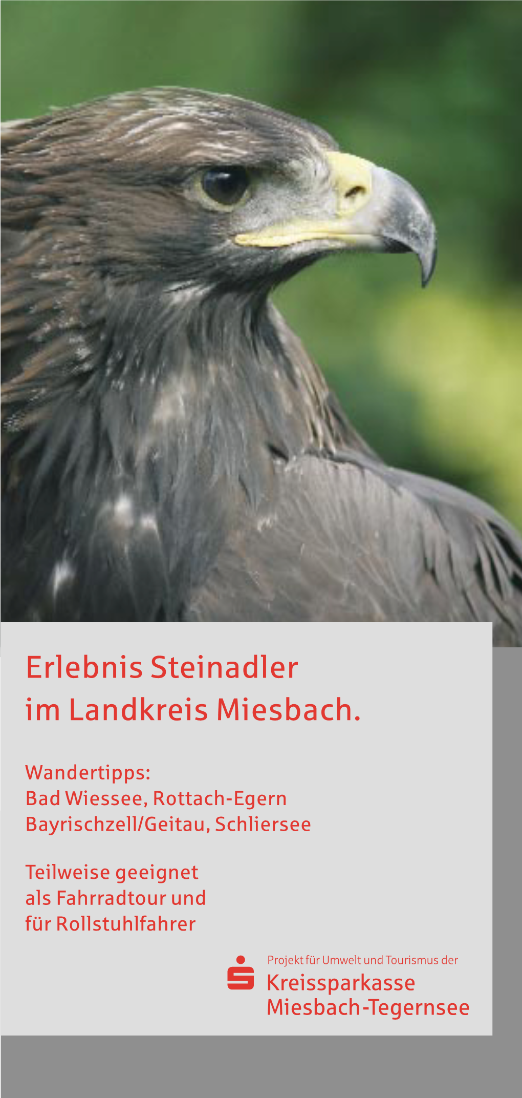 Erlebnis Steinadler Im Landkreis Miesbach