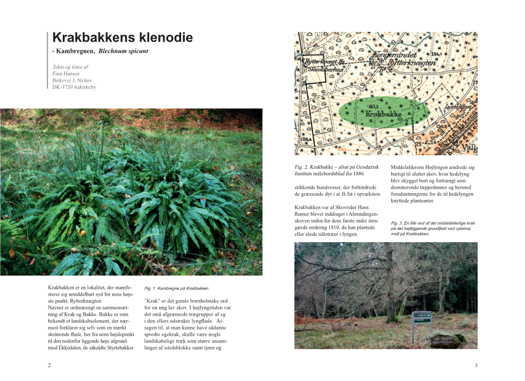 Krakbakkens Klenodie - Kambregnen, Blechnum Spicant