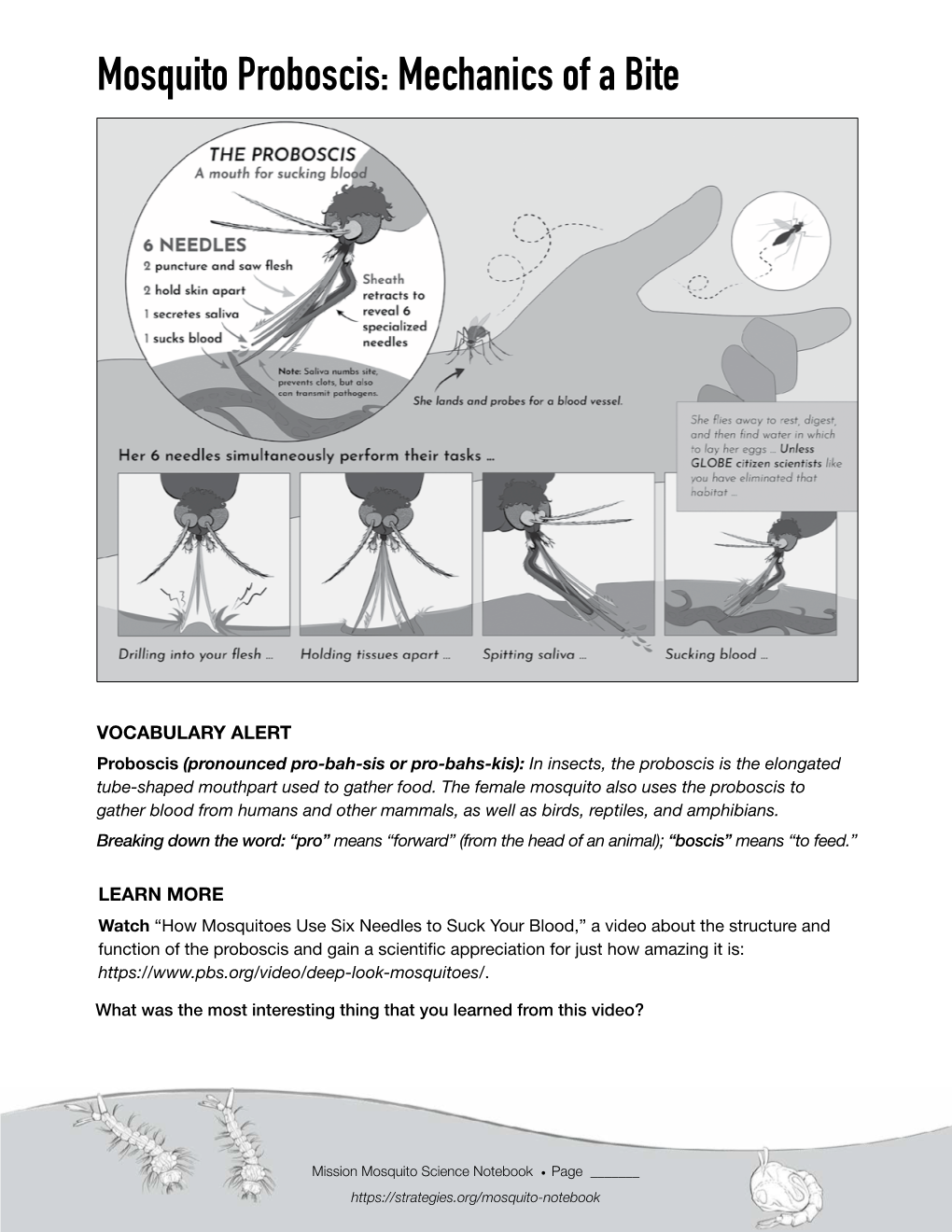 Mosquito Proboscis: Mechanics of a Bite